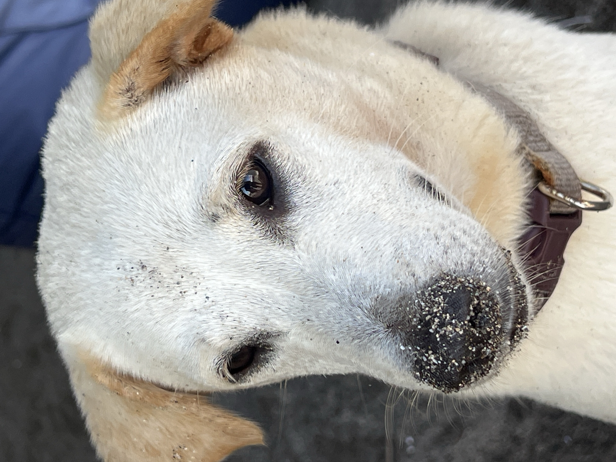 A close-up, eye-level portrait shows a medium-sized dog's head and upper chest. The dog has white fur with tan accents on its ears and a tan stripe running down the top of its head. Its nose is black and heavily coated with dark sand. Its eyes are dark brown and appear to be reflecting a human figure. The dog is wearing a grey collar with a silver D-ring. The background is out of focus, with a dark, textured surface and a blurred blue area. The image appears to have been taken outdoors, possibly in a beach environment, given the presence of sand on the dog's nose. The image location is identified as North Kuta, Indonesia.