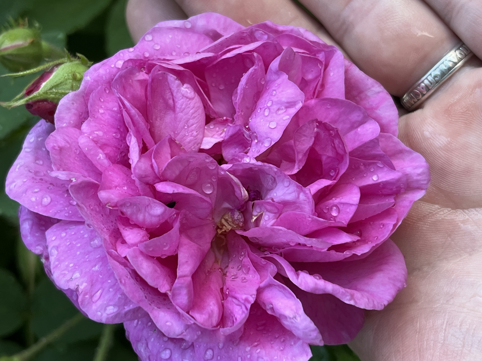 A close-up shot shows a hand holding a vibrant pink rose covered in water droplets. The rose has many ruffled petals, and a small rose bud is visible in the upper right corner. The hand, held open, supports the flower, and a silver ring with intricate lettering is worn on one finger. The background consists of blurred green foliage. The scene appears to be outdoors, likely in a garden.
