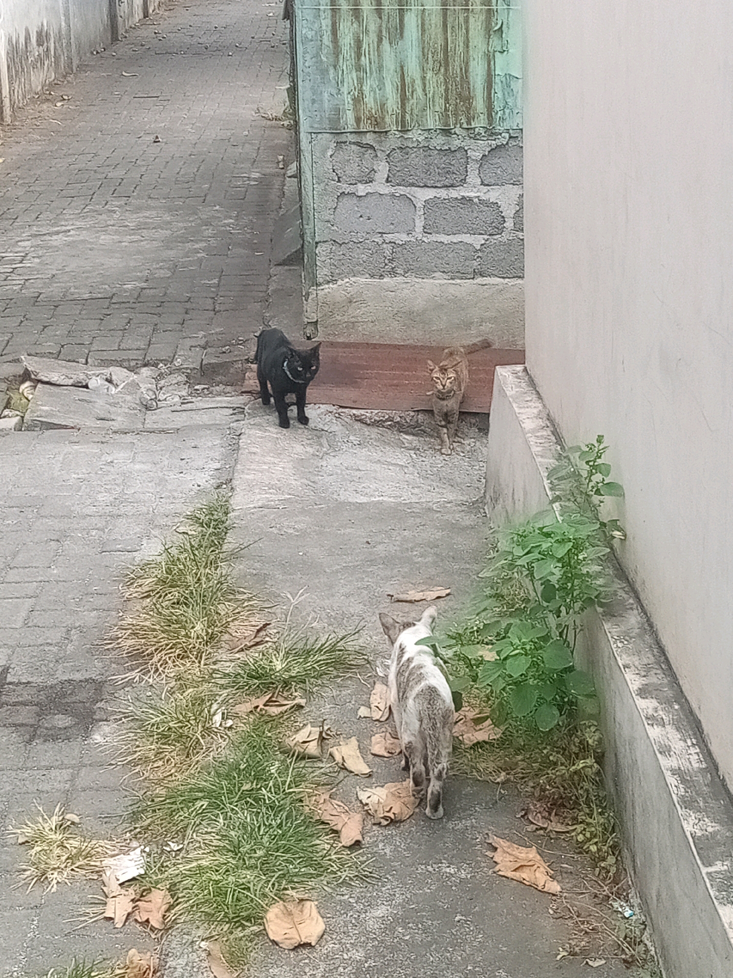 The image depicts a narrow alleyway with cobblestone paving on the left and concrete on the right, bordered by buildings. In the foreground, three cats are visible. A black cat with a collar stands on the cobblestone path, looking towards the camera. Further ahead on the concrete, a tabby cat with a collar is walking away from the camera. In the middle ground, a grey and white cat with a speckled coat is also walking away from the camera on the concrete. Green vegetation grows along the right side of the alley, between the concrete and a light-colored wall. The scene appears to be an outdoor urban environment, likely in Bitung, Indonesia, given the context.