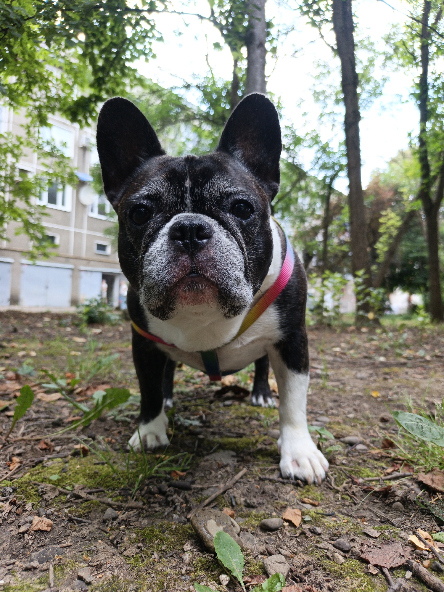A black and white French bulldog stands on a dirt path covered with moss and fallen leaves. The dog is facing the camera, its ears are erect, and its eyes are looking directly forward. It wears a colorful harness with pink, yellow, and rainbow stripes. The background shows trees with green leaves and a blurry building with several windows and garage doors. The lighting suggests it is daytime, possibly overcast due to the soft light. The dog's expression appears neutral or slightly curious. The scene is set outdoors, with a natural, slightly unkempt environment. There is no visible text in the image.