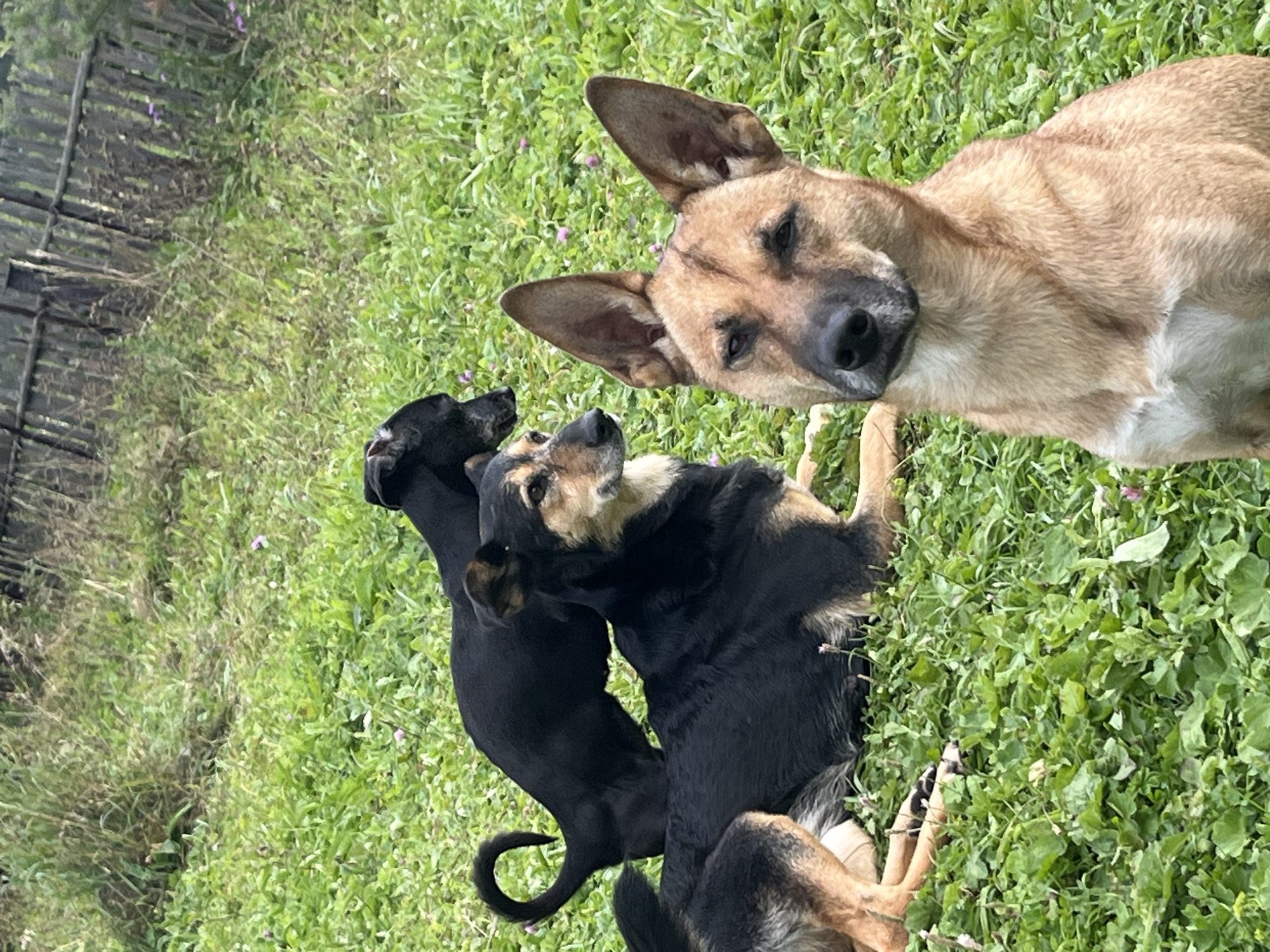 The image shows three dogs in a grassy area, with a wooden fence in the background. The dog in the foreground is a tan German Shepherd mix, looking directly at the camera. The dog in the middle is a black and tan mixed breed, lying down. The third dog, a black mixed breed, is standing behind the other two. The environment appears to be a backyard or park. The image does not contain any information that would allow for the identification of its location in Nizhny Tagil, Russia.