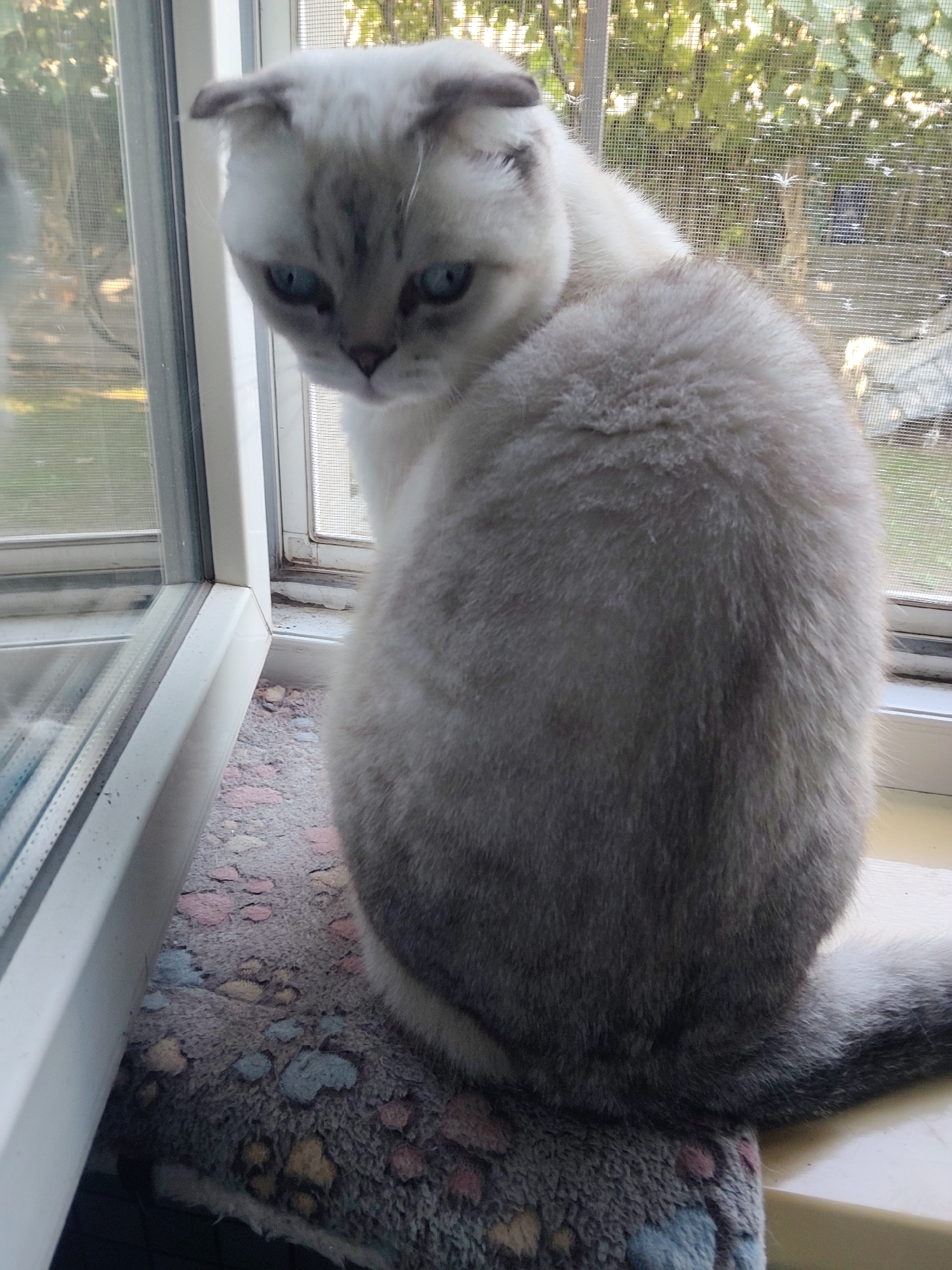 This is a medium shot, eye-level, natural light photograph of a light grey Scottish Fold cat sitting on a windowsill. The cat is facing away from the camera, with its head turned to look over its left shoulder at the viewer. Its eyes are a striking blue, and its fur is fluffy and soft. The cat is sitting on a mat with a paw print pattern in pink, blue, and yellow. Behind the cat, a window with a screen is visible, showing greenery and sunlight filtering through. The windowsill itself is white. The background is slightly blurred, drawing attention to the cat. The scene appears to be indoors, likely a residential setting. There is no indication of the specific location within Kharkiv, Ukraine, or any other city.