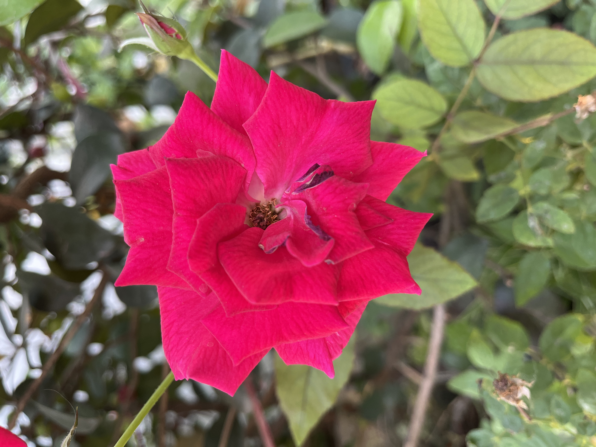 A bright pink rose is in full bloom, its petals fanned out in a star-like shape. The rose is the central focus of the image, positioned slightly off-center to the right. Its vibrant color stands in contrast to the softly blurred green foliage and branches that form the background. To the upper right of the main bloom, a small, unopened rose bud is visible, hinting at future blossoms. A single, delicate strand of white hair or a thin spiderweb is captured in motion, floating above and to the left of the rose. The environment appears to be an outdoor garden, likely a natural setting. There are no people or discernible actions in the image. The image was taken in a garden in Mangun Dikaran, Indonesia.