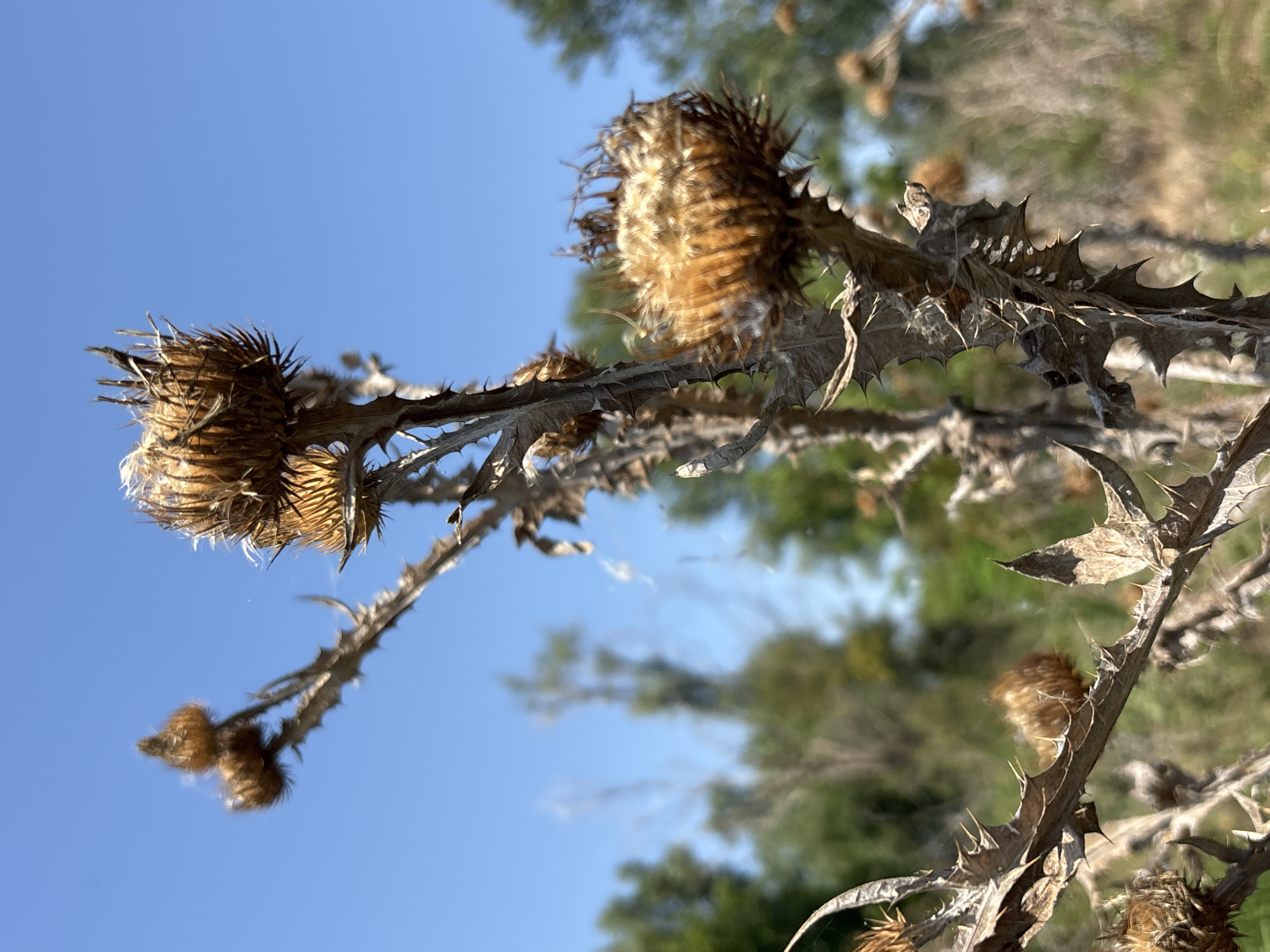 A close-up, eye-level shot features dried thistles against a bright blue sky. The thistles are brown and spiky, with some seed heads appearing fluffy and others more tightly packed. The foreground is dominated by these dry plants, their thorny stems and leaves clearly visible. In the background, out-of-focus green trees and foliage suggest a natural or rural setting, consistent with the outskirts of Arkhipovskoye, Russia. The lighting is bright, indicating it is daytime. There are no people or animals visible in the frame. The overall impression is one of dried vegetation in a sunlit outdoor environment.