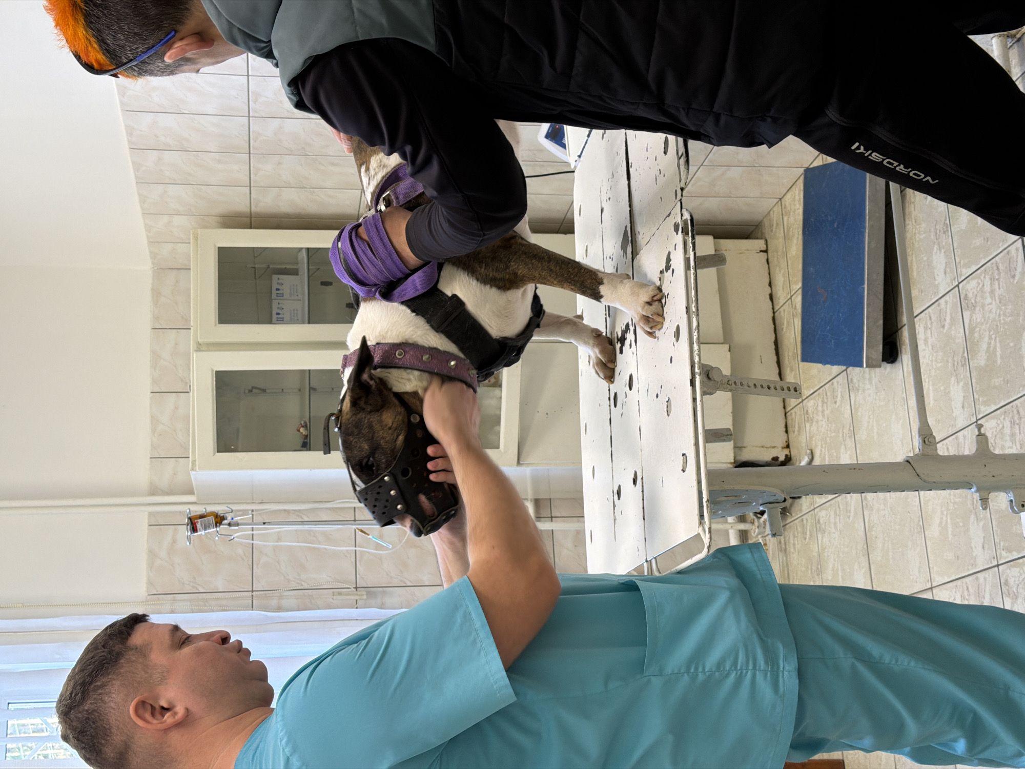 A veterinary examination room in Chaikovsky, Russia, contains a dog undergoing examination or treatment. The dog, wearing a muzzle and restraints, lies on a metal examination table. Two individuals are present: one wearing turquoise scrubs and holding the dog's head, and another wearing dark-colored clothing. The room has tiled walls, white cabinets, and medical equipment.