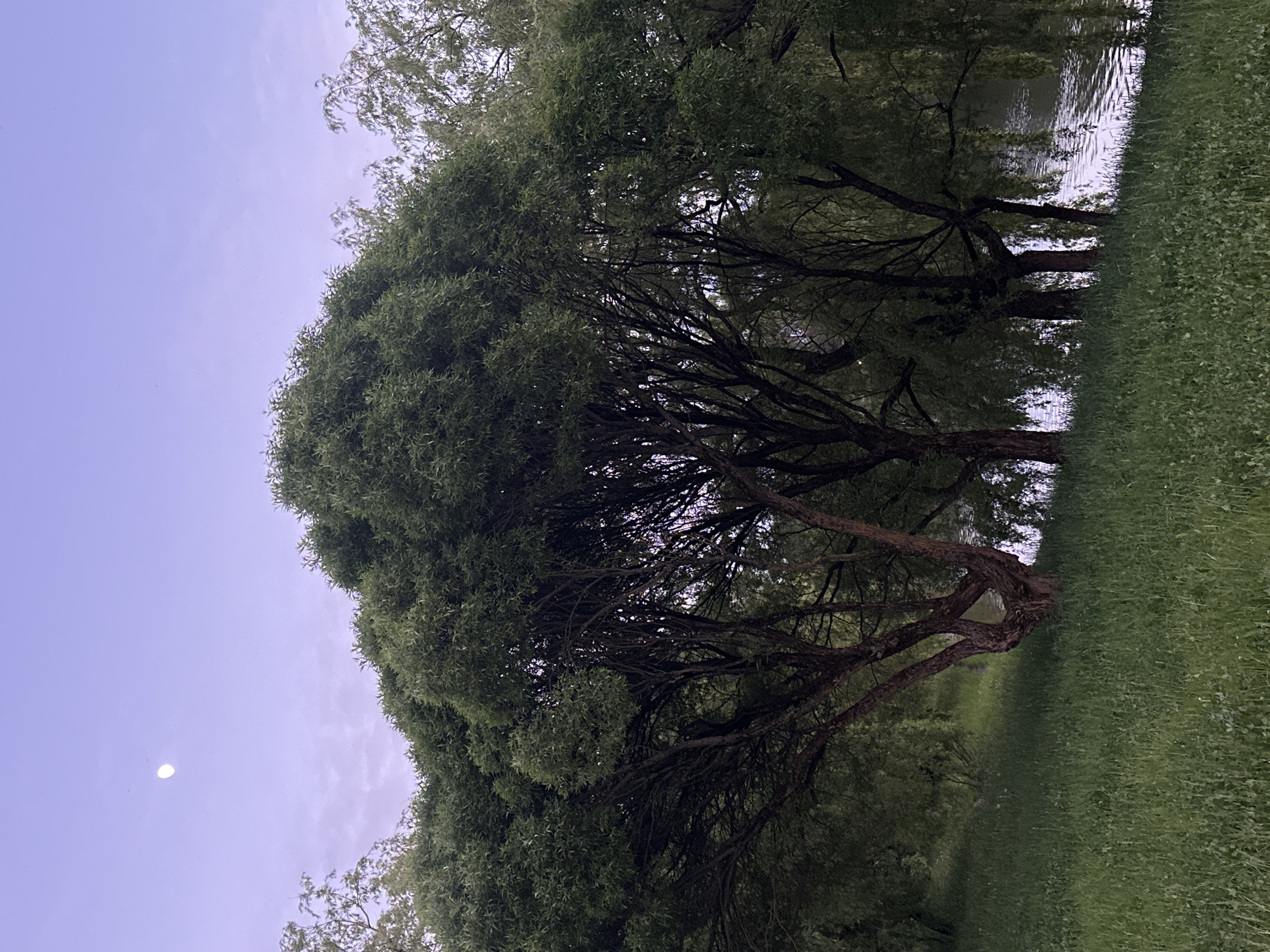 The image shows a group of trees with dense foliage lining the edge of a body of water, likely a lake or river. The trees have dark trunks and branches, with a canopy of green leaves. To the right of the trees is a grassy area. The sky is a pale blue, indicating either twilight or dawn, with a small, bright object in the sky, which could be the moon. The image is taken at dusk at the Svislach River in Minsk, Belarus.