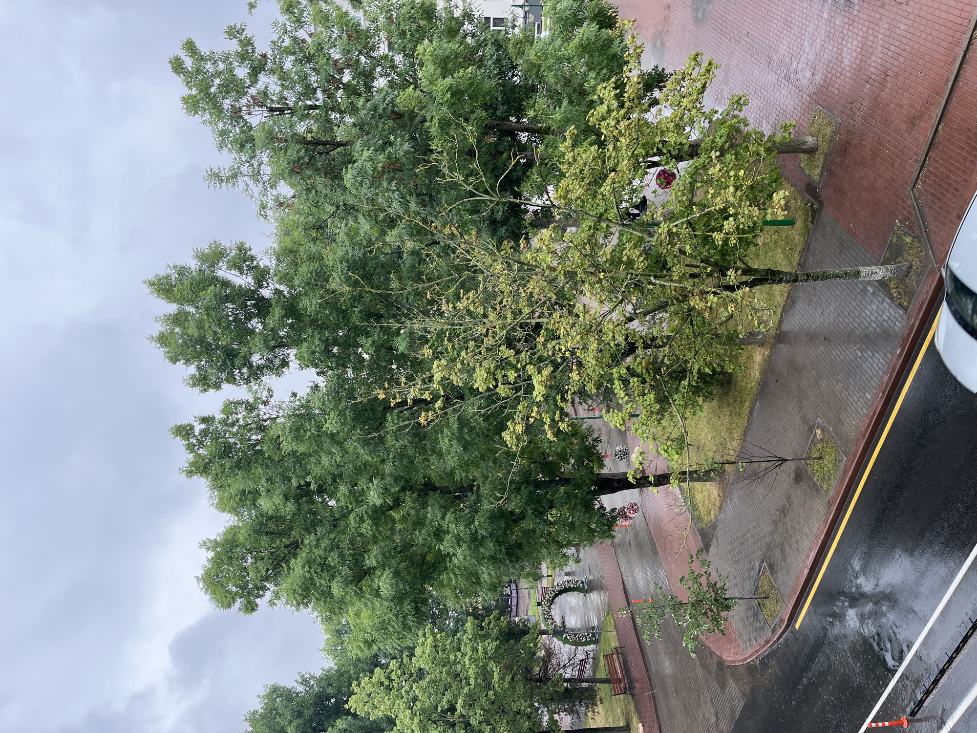The image depicts an outdoor scene in Mahilyow, Belarus, characterized by wet surfaces and overcast skies, suggesting recent or ongoing rain. In the foreground, a wet asphalt road with a yellow dividing line is visible, bordered by a red brick sidewalk. Several young trees are planted in square beds along the sidewalk.
Further into the scene, a paved area with red brick tiles also appears wet. A park-like setting is present, with lush green trees dominating the view. Benches are placed in this area, and an archway decorated with flowers is visible, suggesting a park or public gathering space. The presence of a parked car's front end is noted in the lower right corner of the image. The overall environment is one of urban landscaping in wet weather conditions.