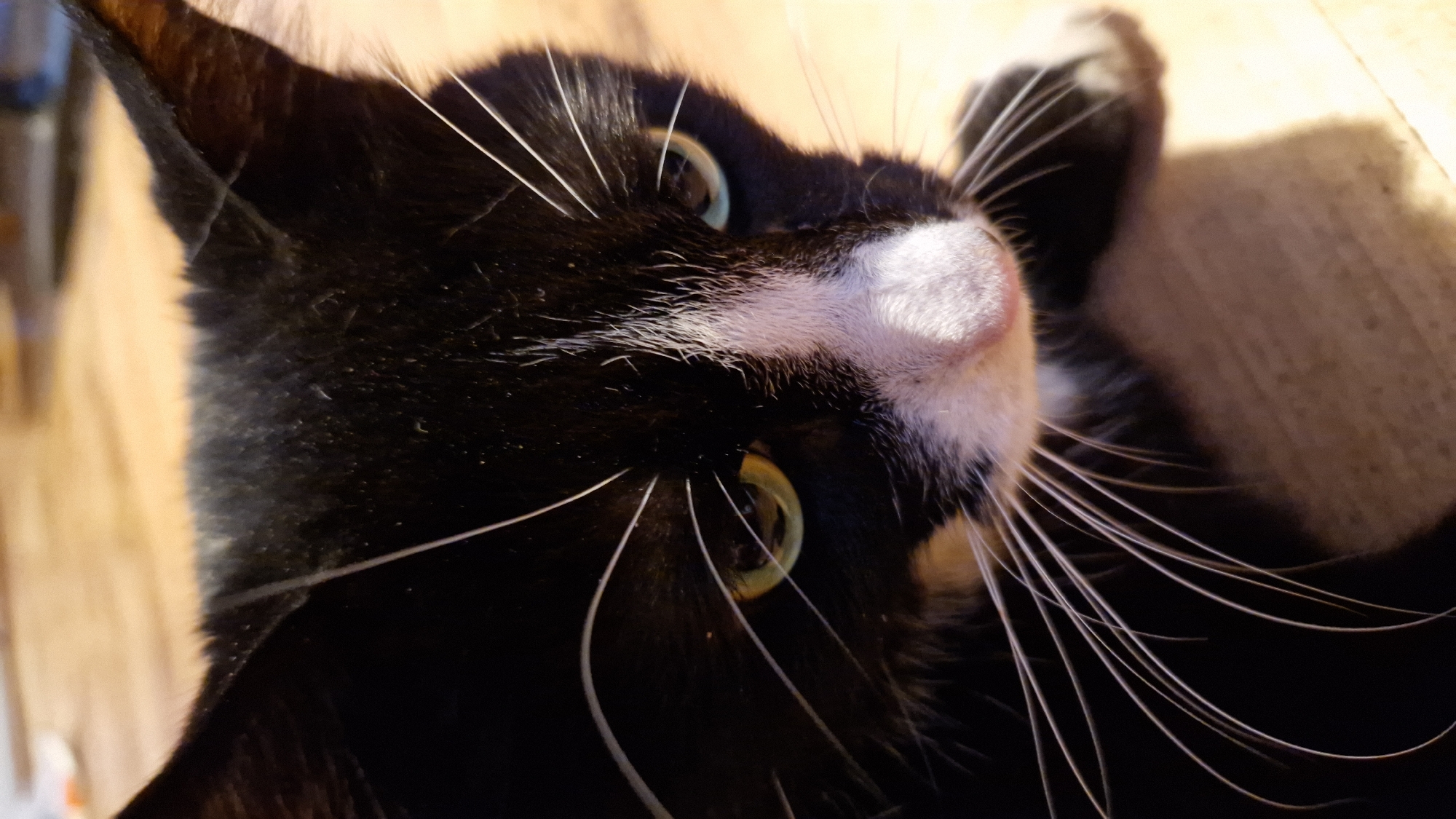 A close-up, eye-level shot captures a black and white cat's face. The cat is looking down and slightly to its right. Its fur is black with a white blaze down its nose and muzzle, and white whiskers are prominently displayed. The cat's eyes are open, with green irises and dark pupils, reflecting light. Its ears are pointed and black, with some white fur visible inside. The background is a blurry, wooden surface, possibly a floor, with warm lighting. The scene appears to be indoors.