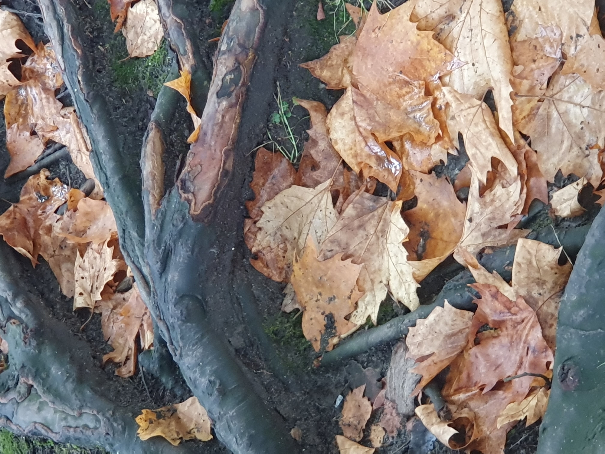 A cluster of fallen, brown and orange sycamore leaves covers the dark, damp soil and gnarled roots of a tree. The leaves are varied in shape and condition, some crinkled and dry, others glistening with moisture. A few small, green shoots of grass push through the debris. The scene suggests a natural setting in an outdoor environment, possibly a park or garden. Without further context, the precise location in Batumi, Georgia, cannot be determined.
