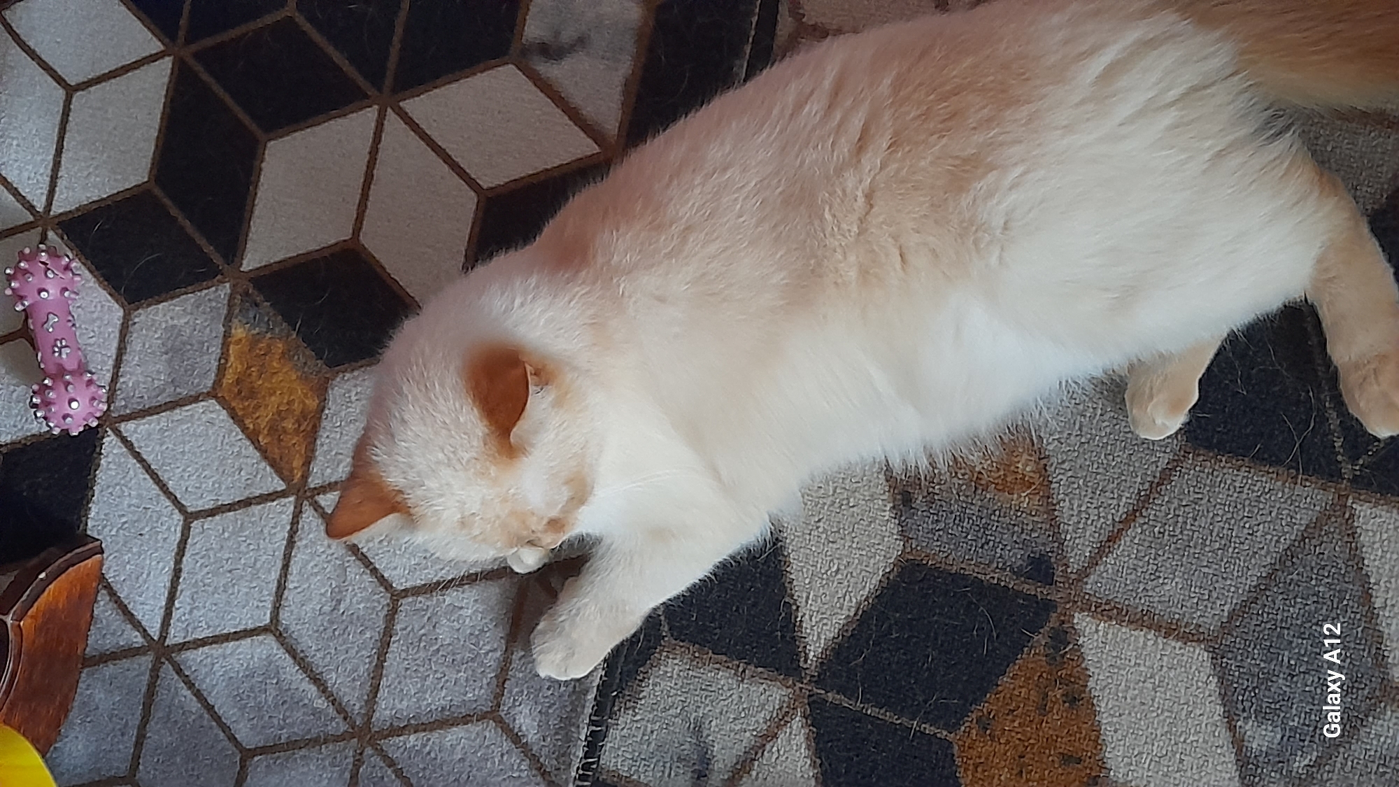 A light-colored cat with orange markings on its ears and face is sleeping on a patterned rug. The rug has a geometric design of squares and diamonds in shades of gray, black, and brown. A pink, spiked toy is visible in the upper right corner of the image. The timestamp "Galaxy A12" is present in the bottom left corner. There is no visible indication of the city of Марковский, Russia.