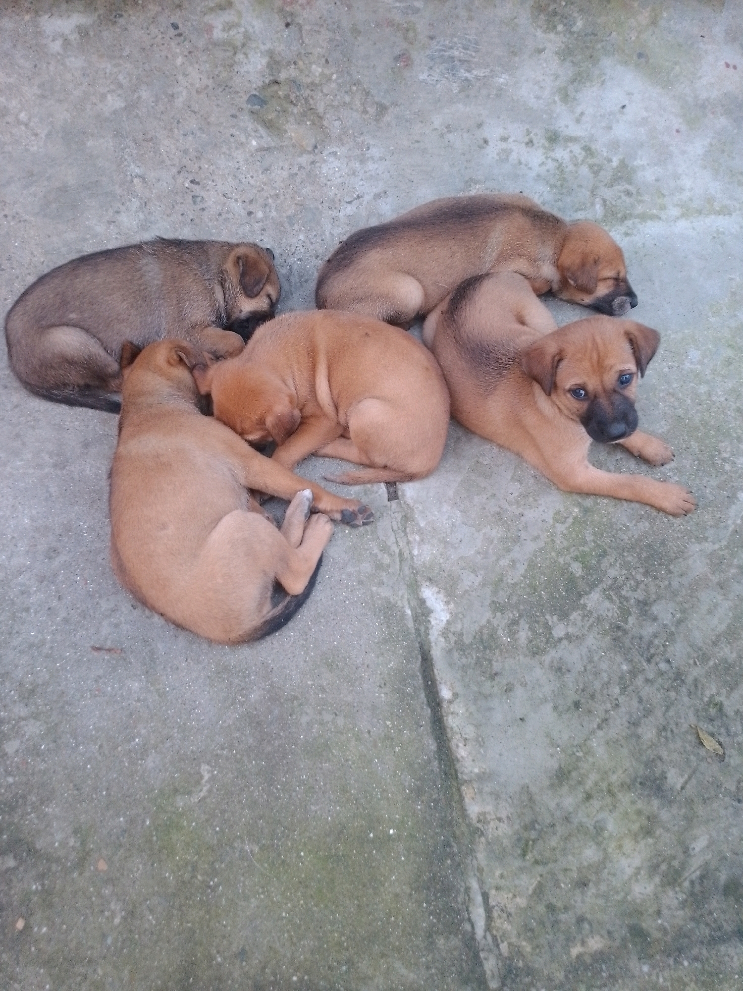Five puppies are sleeping or resting on a concrete surface. One puppy is light brown and appears to be awake, looking towards the camera with blue eyes. The other four puppies are darker brown or grayish-brown and are mostly curled up. The concrete surface appears to be outdoors, with some small stones and debris visible. The overall lighting suggests it is daytime. The location is described as Siliguri, India.