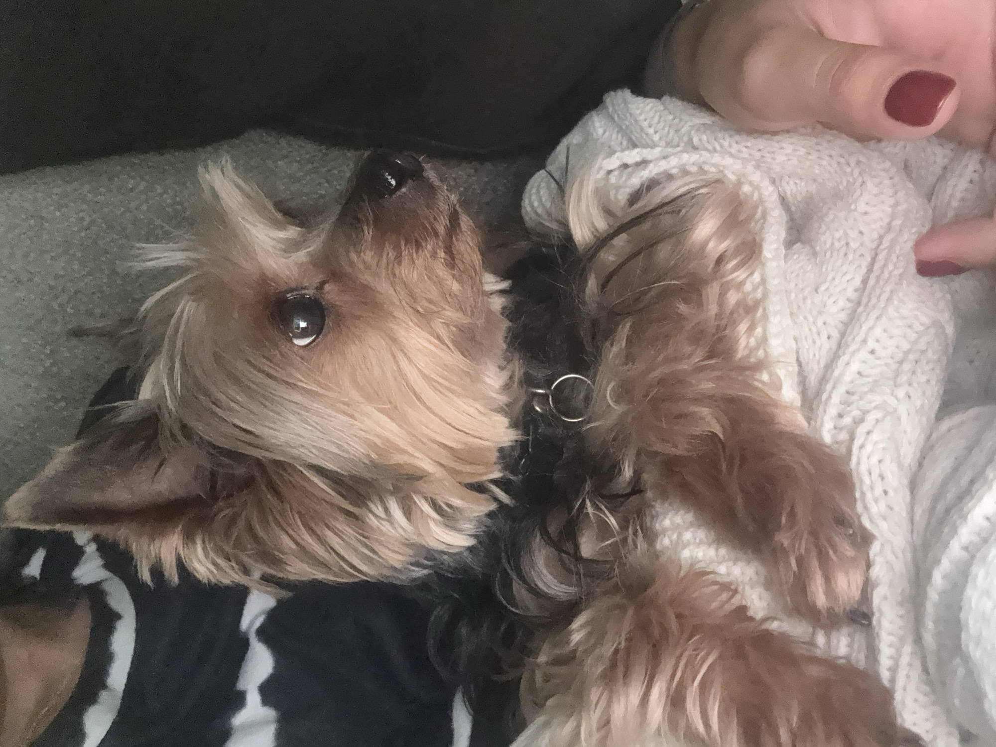 A small dog, likely a Yorkshire Terrier, lies on its back. The dog is light brown with black fur underneath. It wears a collar with a silver ring. The dog is positioned on a white knit blanket and a black and white striped surface. A human hand with dark red nail polish rests on the white blanket. The location in San Bernardino Tlaxcalancingo, Mexico cannot be determined from the visual information.