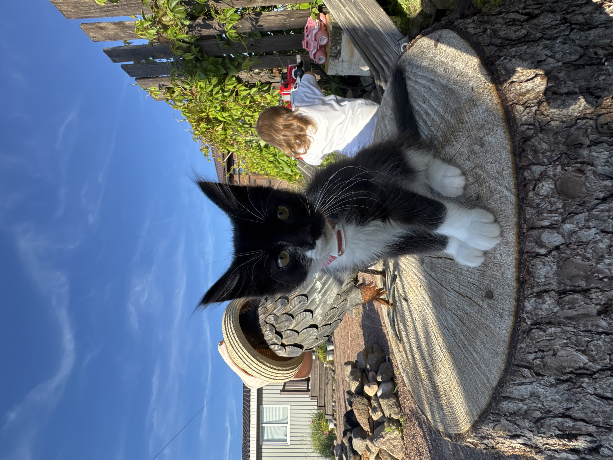 In the city of Kempelevo, Russia, on a bright, sunny day, a black and white kitten with green eyes sits on a large tree stump in a backyard. The kitten wears a pink collar. In the background, a young child with blonde hair, facing away from the camera, plays with toy trucks. A wooden fence, overgrown with green ivy, stands behind the child. A house with white siding and windows is visible on the left side of the image, with a stack of rocks in front of it. The sky is a clear blue with wispy white clouds.