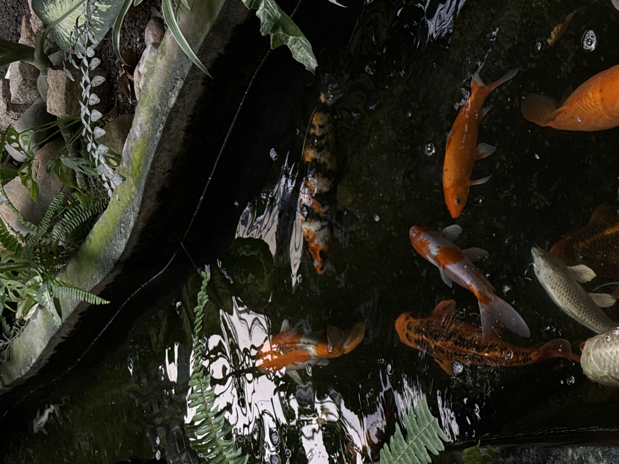 The image shows a koi pond located in Bac Nha Trang Ward, Vietnam. The pond is bordered by rocks and vegetation, including ferns, leafy plants, and moss-covered concrete. Several koi fish of varying colors (orange, white, black, and silver) are swimming in the dark water. The surface of the pond is rippled, reflecting light and creating distorted patterns. There is no indication of people in the image.