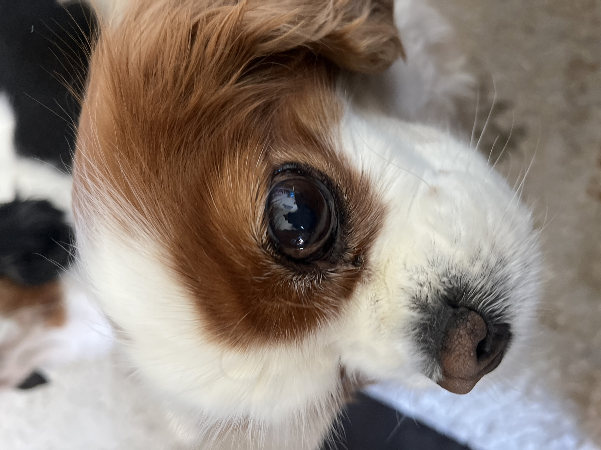 A close-up shot shows the face of a Cavalier King Charles Spaniel dog. The dog has brown and white fur. The eye is dark and reflective, showing a reflection of the surroundings. The nose is pinkish-brown and textured. The fur around the muzzle is white. The background is blurred. The location in the city of Unknown, Unknown, cannot be determined from the image.