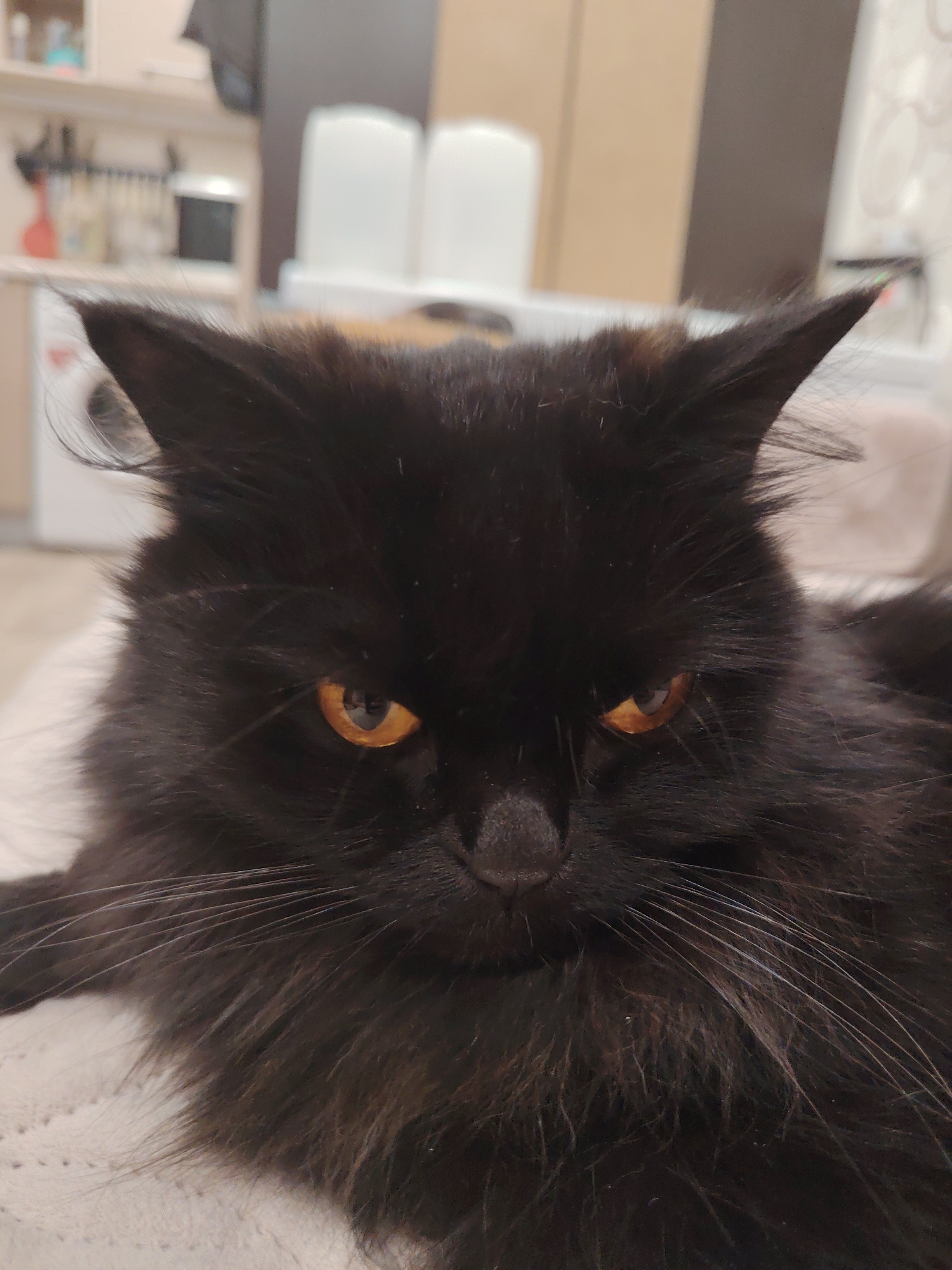 A black, long-haired domestic cat is depicted in a close-up, frontal view, resting on a light-colored, textured textile surface within an indoor residential setting in Unknown, Unknown. The cat's prominent amber irises, with discernible pupils, are directed forward and reflect ambient light. Its dense, dark fur exhibits some brown coloration, particularly around the ears and muzzle. Long, white vibrissae extend laterally from its dark nose. The interior of the cat's left ear (viewer's right) shows a faint light-colored lining, while a small, bright green luminescent speck is present on the distal tip of its right ear (viewer's left). The background is significantly blurred due to a shallow depth of field, revealing indistinct elements consistent with a residential interior: light-toned cabinetry or shelving, a partially visible red kitchen utensil, and other white furnishings. The cat appears stationary and alert.