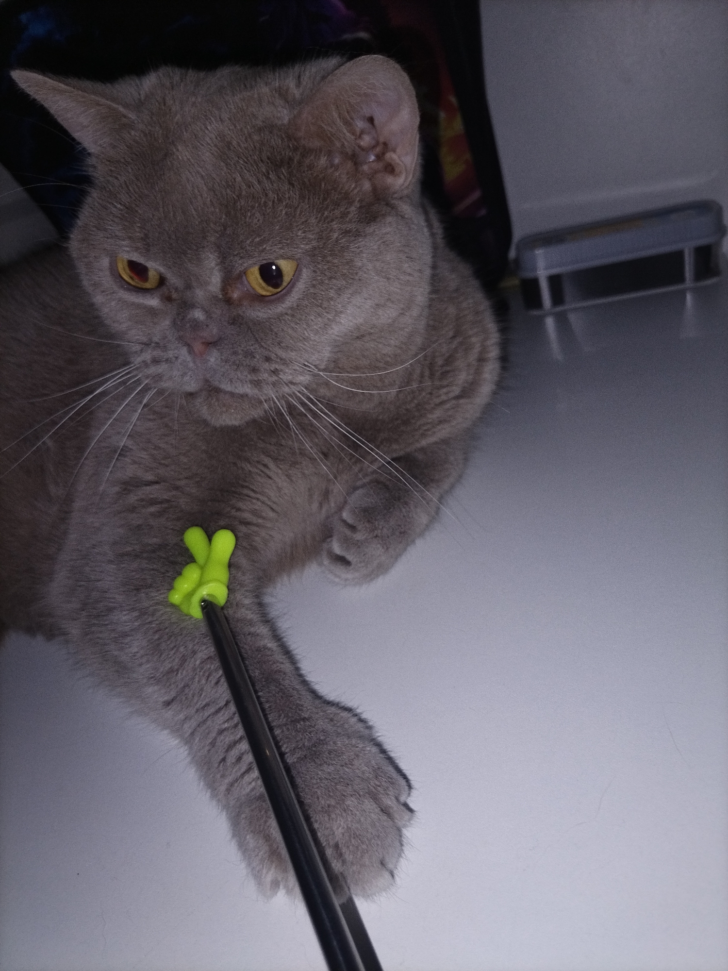 A grey cat with yellow eyes is lying down and being poked by a black stick with a small green object attached to the end. The cat is positioned on a white surface, and in the background, there is a blurry dark object and a light-colored container with a lid. The lighting in the image is dim.
