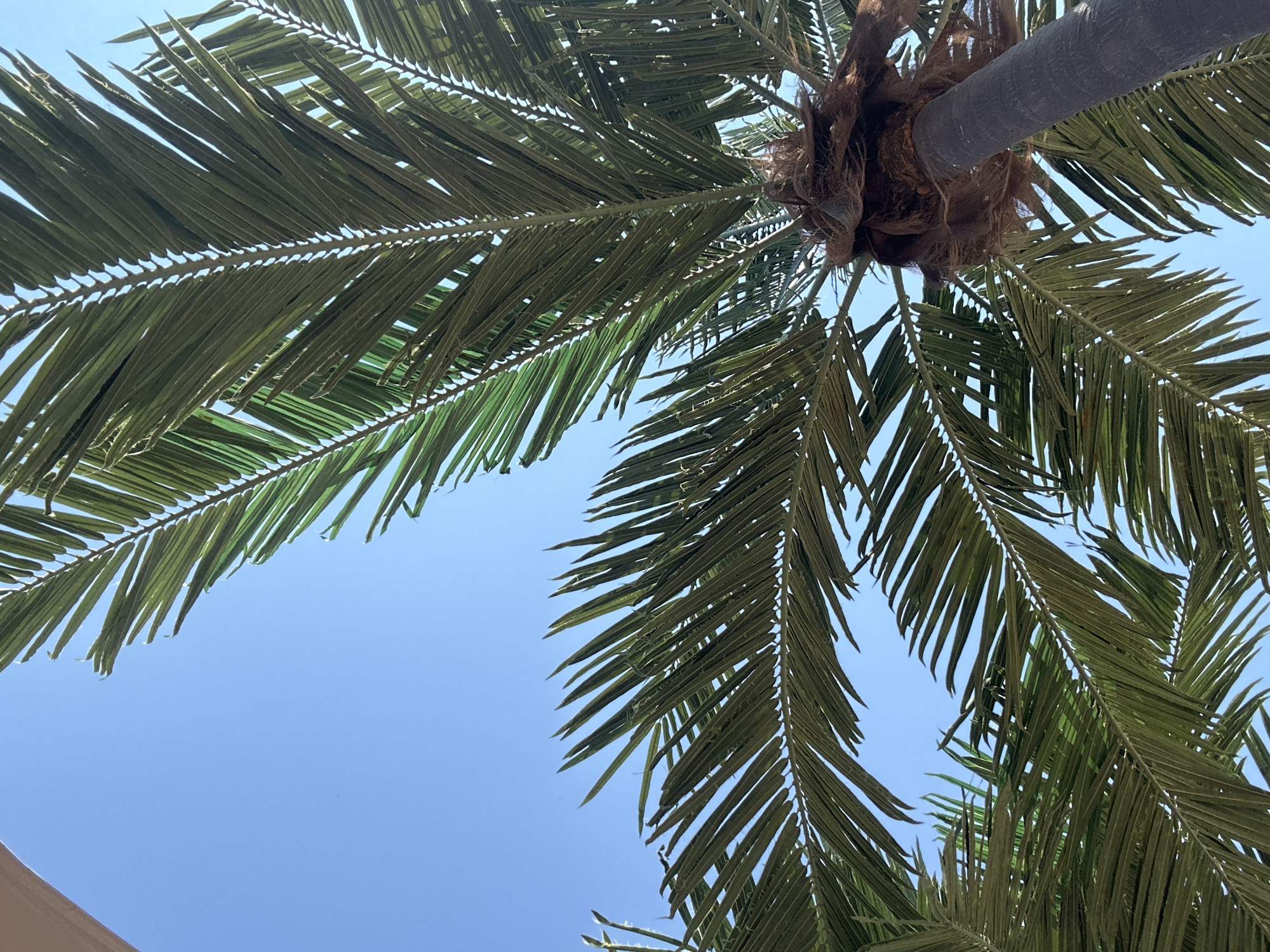 This media file is a low-angle, upward shot of a palm tree against a clear blue sky. The focus is on the fronds of the palm tree, which are a vibrant green and appear healthy. The fronds are spread out, creating a canopy effect. The trunk of the palm tree is visible at the top of the image, and it appears to be gray and textured. The sky is a solid, bright blue, indicating a sunny day. The lighting suggests it is daytime, likely mid-morning or afternoon given the bright, even illumination. There is no visible text in the image. The scene is outdoors and appears to be in a warm climate, consistent with the presence of a palm tree. The overall mood is serene and natural, evoking a sense of tropical or Mediterranean scenery. The image does not contain any people or explicit signs of human activity, beyond what might be implied by the setting itself. The composition emphasizes the texture and form of the palm fronds and their interaction with the sky. The bright sunlight creates a contrast between the green of the leaves and the blue of the sky.