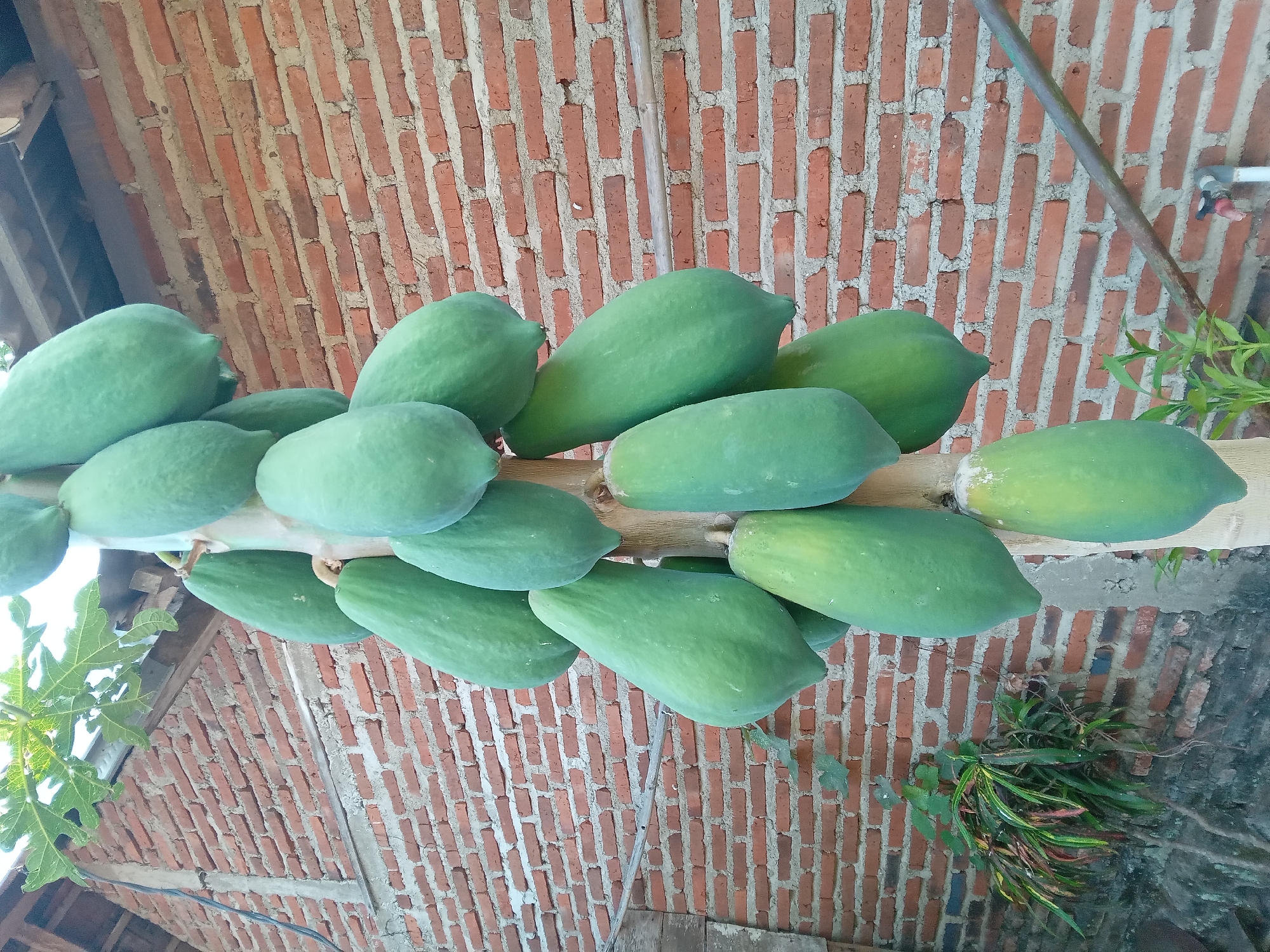 In Kedunggudel, Indonesia, a papaya tree stands laden with numerous unripe, green papayas against a weathered brick wall. The tree trunk is robust and textured, supporting a dense cluster of the elongated, oval-shaped fruits. Some of the papayas are close together, while others hang more loosely, their surfaces smooth and glossy. The brick wall behind the tree is constructed from red bricks, showing signs of age with visible mortar and some discoloration. Above the wall, a tiled roof is partially visible, suggesting a residential or agricultural setting. Green foliage from the papaya tree and other nearby plants adds a natural element to the scene. A metal pipe and a water spigot are visible near the base of the wall, hinting at irrigation or utility infrastructure. The overall impression is one of a thriving tropical environment, with a focus on the abundance of fruit growing on the tree.