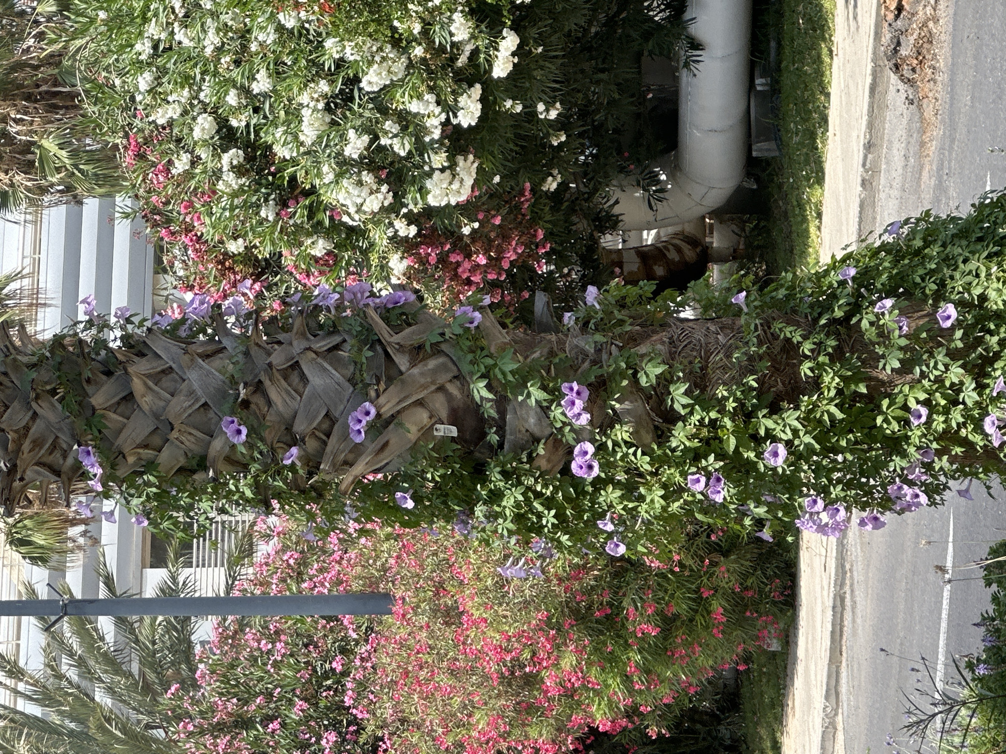 The image depicts a close-up view of a palm tree trunk heavily covered with vibrant green vines bearing clusters of delicate purple flowers. The palm tree itself has a rough, textured bark. Behind the palm tree, a dense bush with bright pink flowers is visible, interspersed with white-flowered bushes. Further in the background, a modern building with horizontal white and grey bands can be seen, along with palm fronds. A portion of a large white pipe, likely industrial, runs horizontally across the mid-ground. The scene appears to be outdoors, with a paved road and sidewalk in the foreground, suggesting an urban or semi-urban setting. The lighting indicates it is daytime with bright sunlight. The location is identified as the city of Haifa, Israel. There are no people or animals visible in the image.