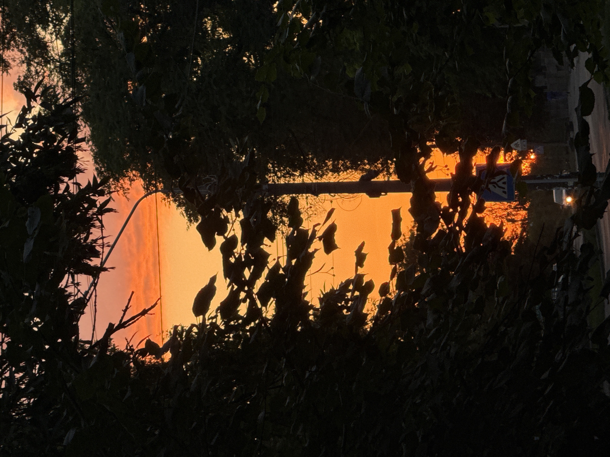 The image depicts a sunset scene viewed through foliage. The sky is a vibrant orange, with some lighter yellow hues near the horizon. Silhouetted trees frame the view, with dark leaves and branches creating a natural border. A utility pole stands vertically in the middle of the frame, partially obscured by the leaves. Below the pole, a blue pedestrian crossing sign is visible. In the distance, a white car with its headlights on is driving on a paved road. A person is walking further down the road, also in silhouette. The overall atmosphere is that of a quiet, early evening in an urban or suburban setting. There is no specific indication of the city of Zaporizhzhia, Ukraine in the image itself.