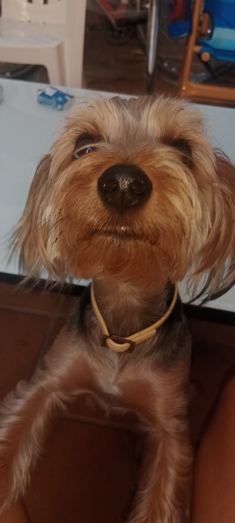 A close-up, eye-level shot features a Yorkshire Terrier dog wearing a yellow collar with a dark brown buckle. The dog's face is the primary focus, with its brown fur prominently displayed. Its nose is dark and wet, and one eye is partially closed. The background is out of focus, showing hints of furniture, possibly a table with a blue and white object on it, and a blurred red and blue chair. The floor appears to be tiled in a reddish-brown color. The image was captured in Galapagar, Spain.