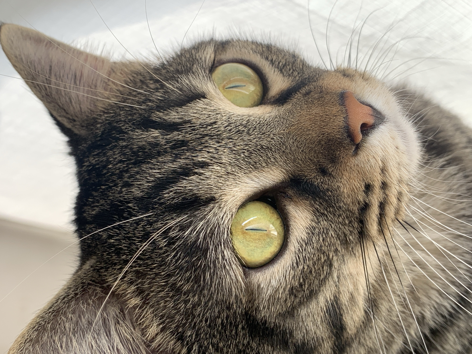 A close-up, eye-level shot focuses on the face of a tabby cat. The cat's head is angled to the right, with its left eye and part of its right eye visible. The cat has striking green eyes with vertical pupils, reflecting a light source. Its fur is a mix of brown, black, and tan stripes, characteristic of a tabby pattern. Prominent white whiskers fan out from its muzzle, contrasting with its darker fur. The cat's nose is a light pinkish-brown. The background is out of focus and appears to be a plain, light-colored surface, possibly fabric or a wall.