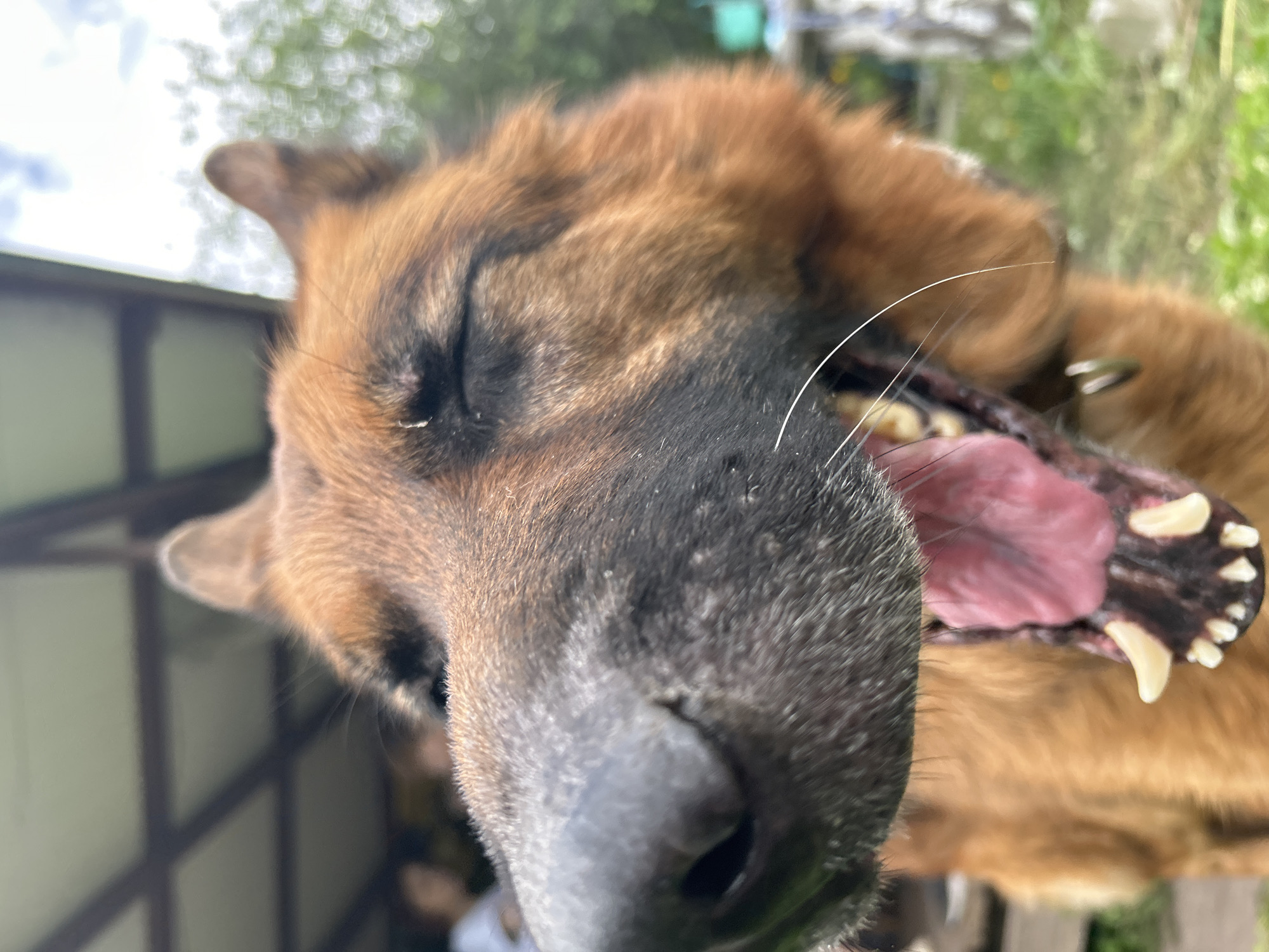 A close-up, eye-level, medium shot captures a German Shepherd dog with its mouth wide open, appearing to yawn. The dog's head is tilted slightly upwards, and its eyes are closed. Its fur is a mix of brown and black, and its tongue is a vibrant pink. The background is blurred, but suggests an outdoor setting with greenery and what appears to be a covered patio or structure. Two blurred figures of people are visible in the far background, to the left of the dog. The image is focused on the dog's face, emphasizing its open mouth and sharp teeth.