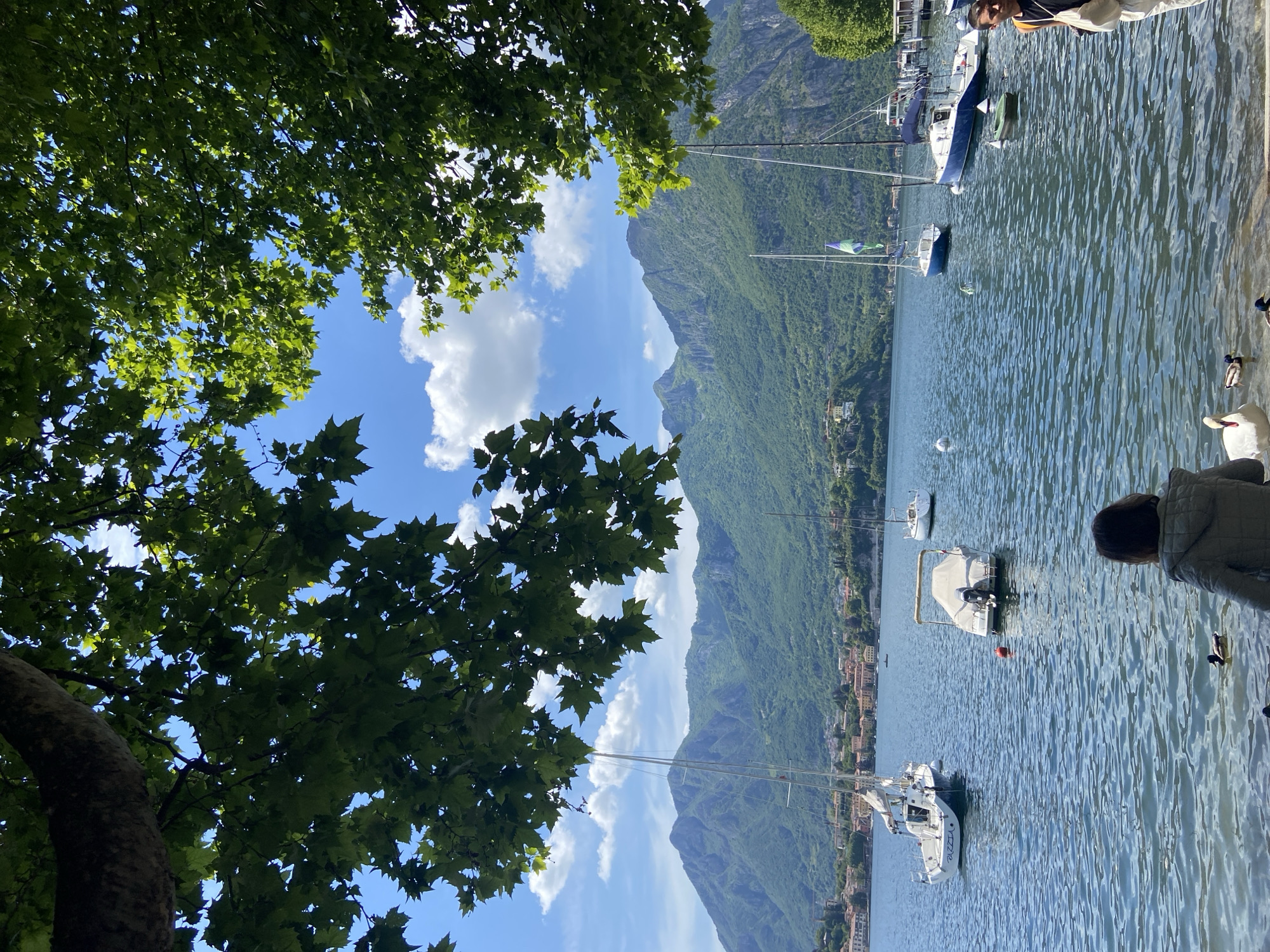 The scene depicts a view from the shoreline of Lake Como in Lecco, Italy. A large leafy tree occupies the left of the frame, partially obscuring a blue sky with scattered clouds. In the background are green, mountainous slopes descending towards the lake. Several sailboats are moored in the water, and part of the city of Lecco is visible along the shoreline at the foot of the mountains. A person is partially visible on the right edge of the frame, looking at the lake. Ducks and a swan are swimming in the lake near the shore.
