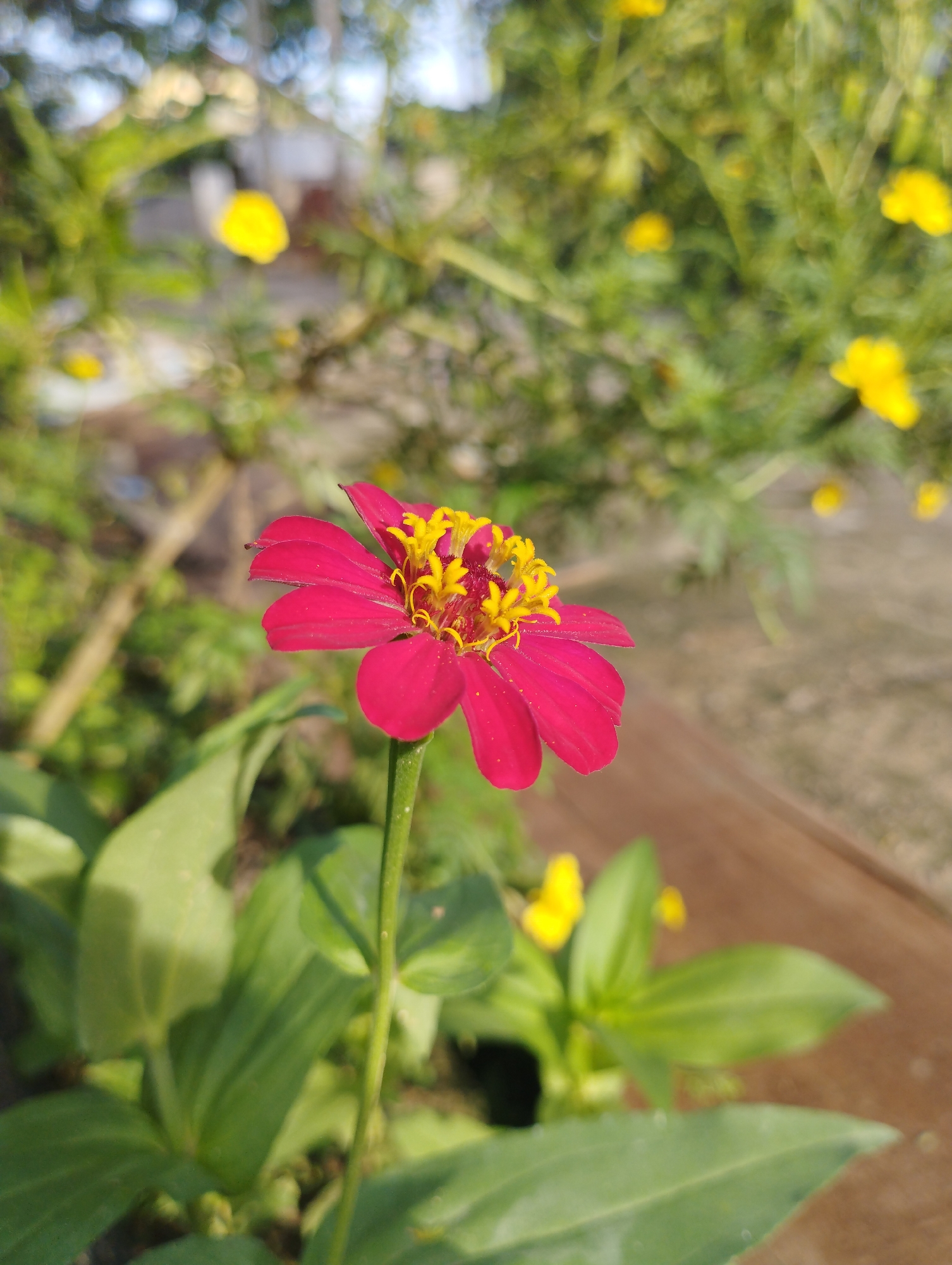 A close-up shot in Keudekrueng, Indonesia shows a red zinnia flower with yellow centers in sharp focus. The flower is positioned slightly off-center, with its stem extending vertically from the lower part of the frame. The background is blurred and consists of green foliage and yellow flowers. A wooden surface is visible at the bottom right of the frame. The overall lighting suggests it is daytime.