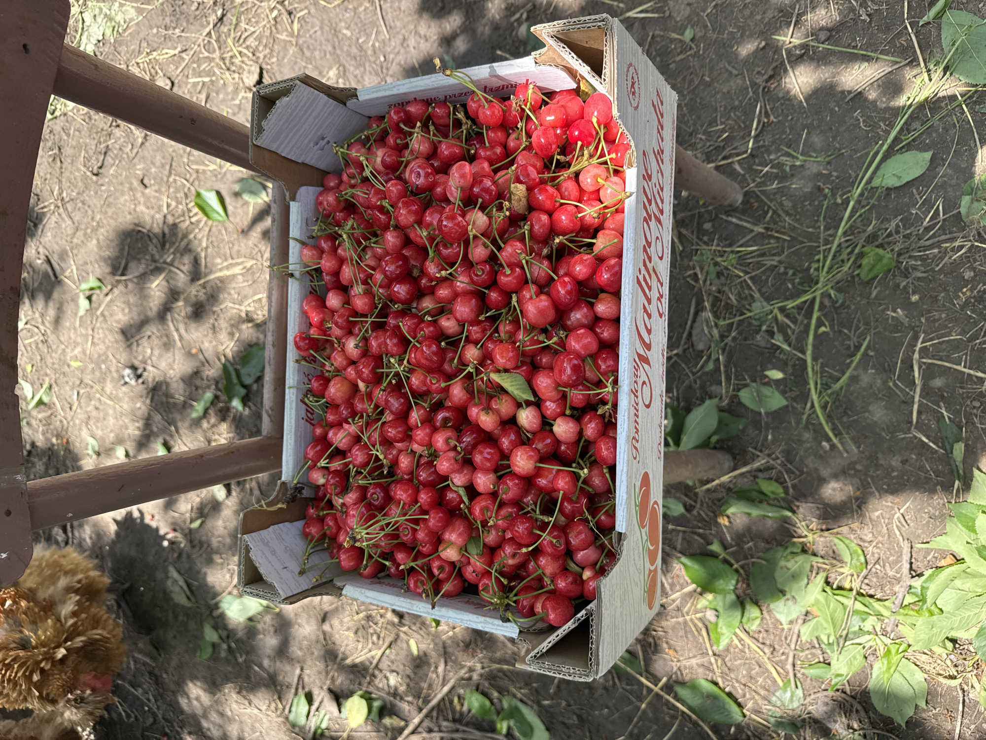 A box overflowing with red cherries sits on a brown-painted wooden frame outdoors. The ground is partially bare dirt, with some grass and leafy plants growing. A brown chicken is partially visible near the lower left corner of the image. The box has writing on it, and is labeled “Malinowe od Michala”. The location is likely not Butan, Bulgaria based on the writing on the box.