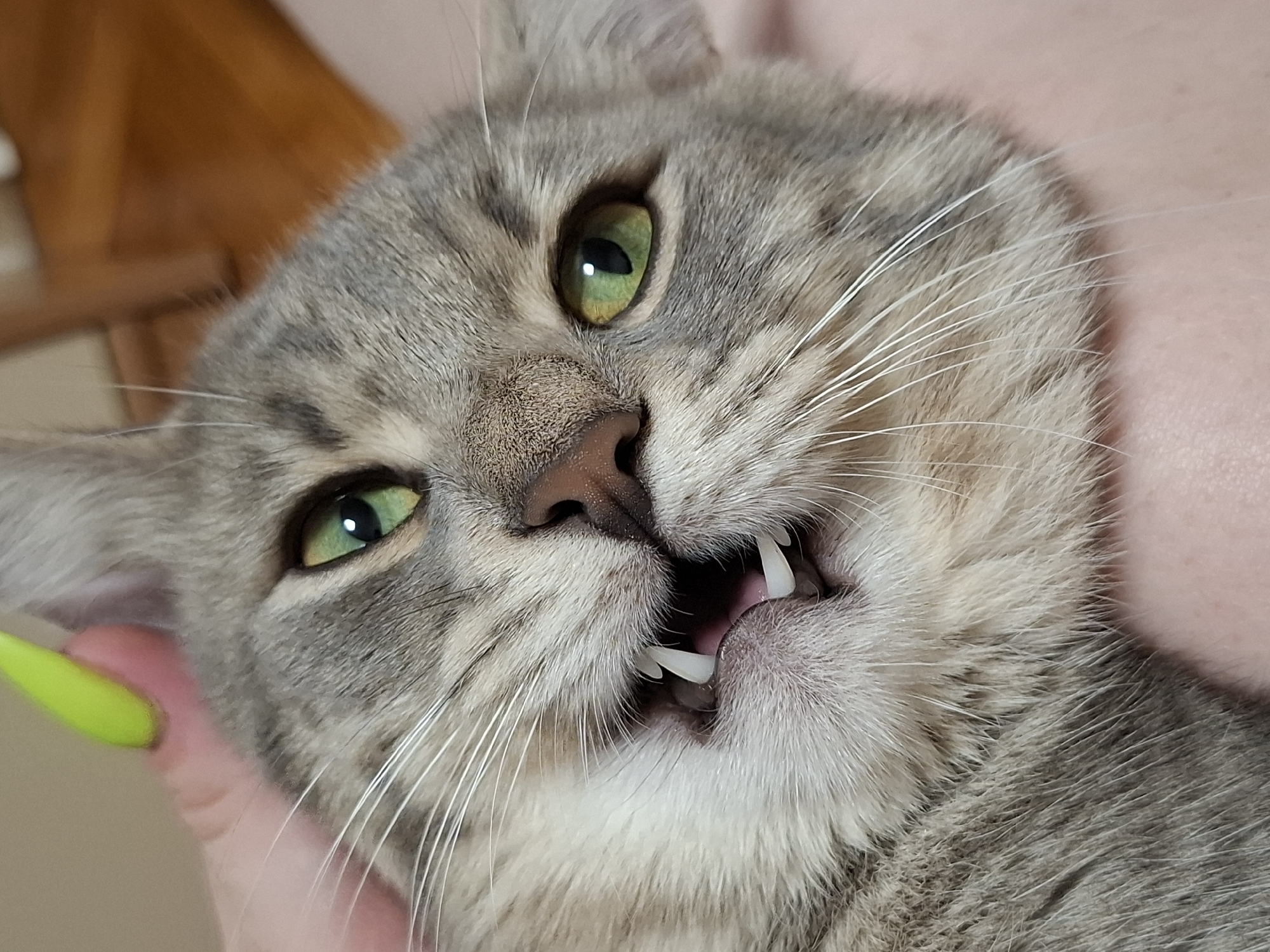 A close-up shot shows a gray tabby cat with green eyes being held. The cat's mouth is slightly open, revealing its teeth. A hand with a green fingernail is visible. The location is unknown and cannot be inferred from the image.