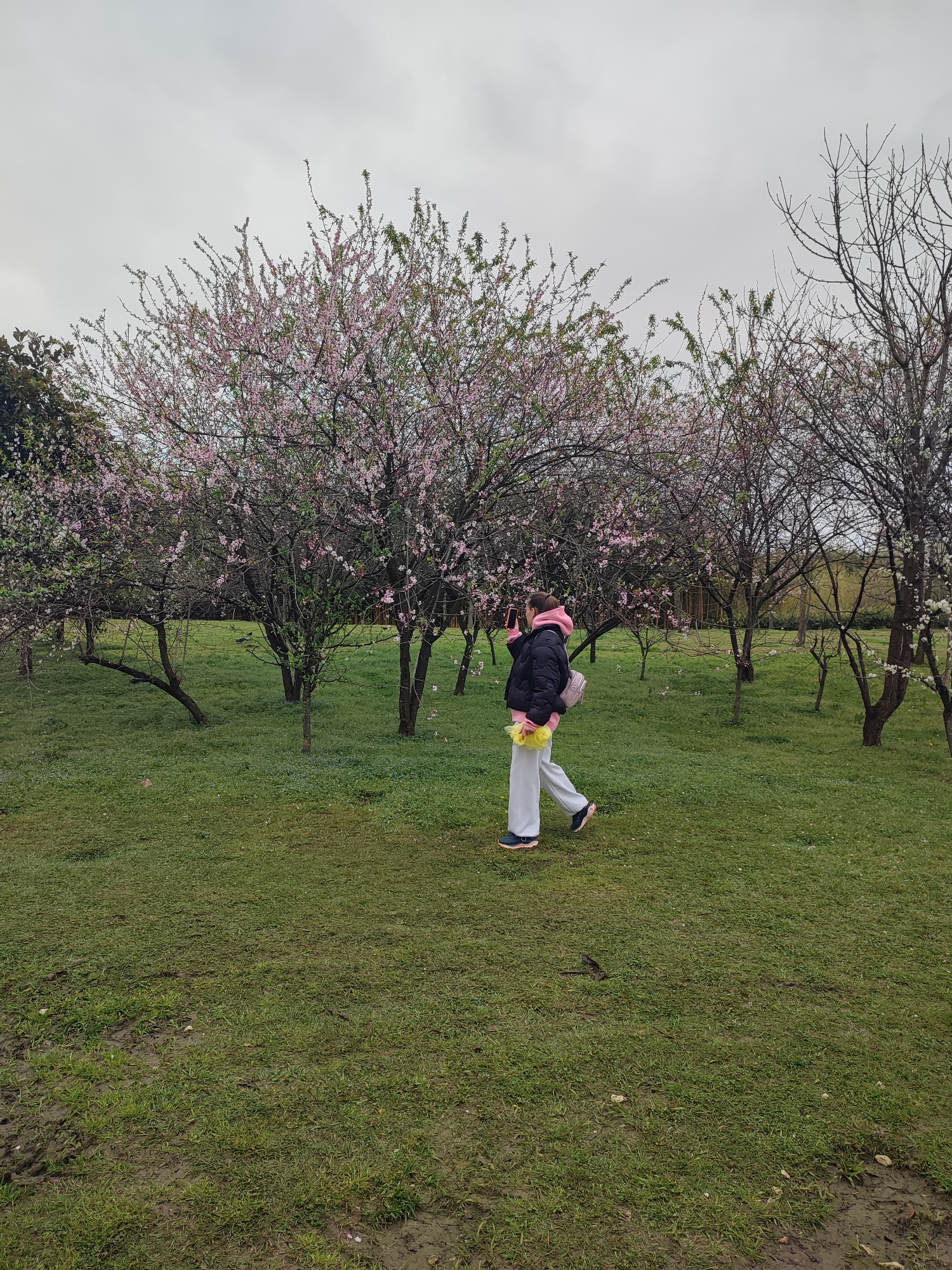 A person stands in a grassy park dotted with flowering trees in what appears to be Sirius, Russia. The person, wearing white pants, a black jacket with a pink hood, and a pink backpack, is holding a mobile phone to take a photo. Yellow flowers are held in the person's other hand. The trees are a mix of bare branches and blooming branches with pink flowers. The grass is green but also shows patches of mud. The sky is overcast and grey.