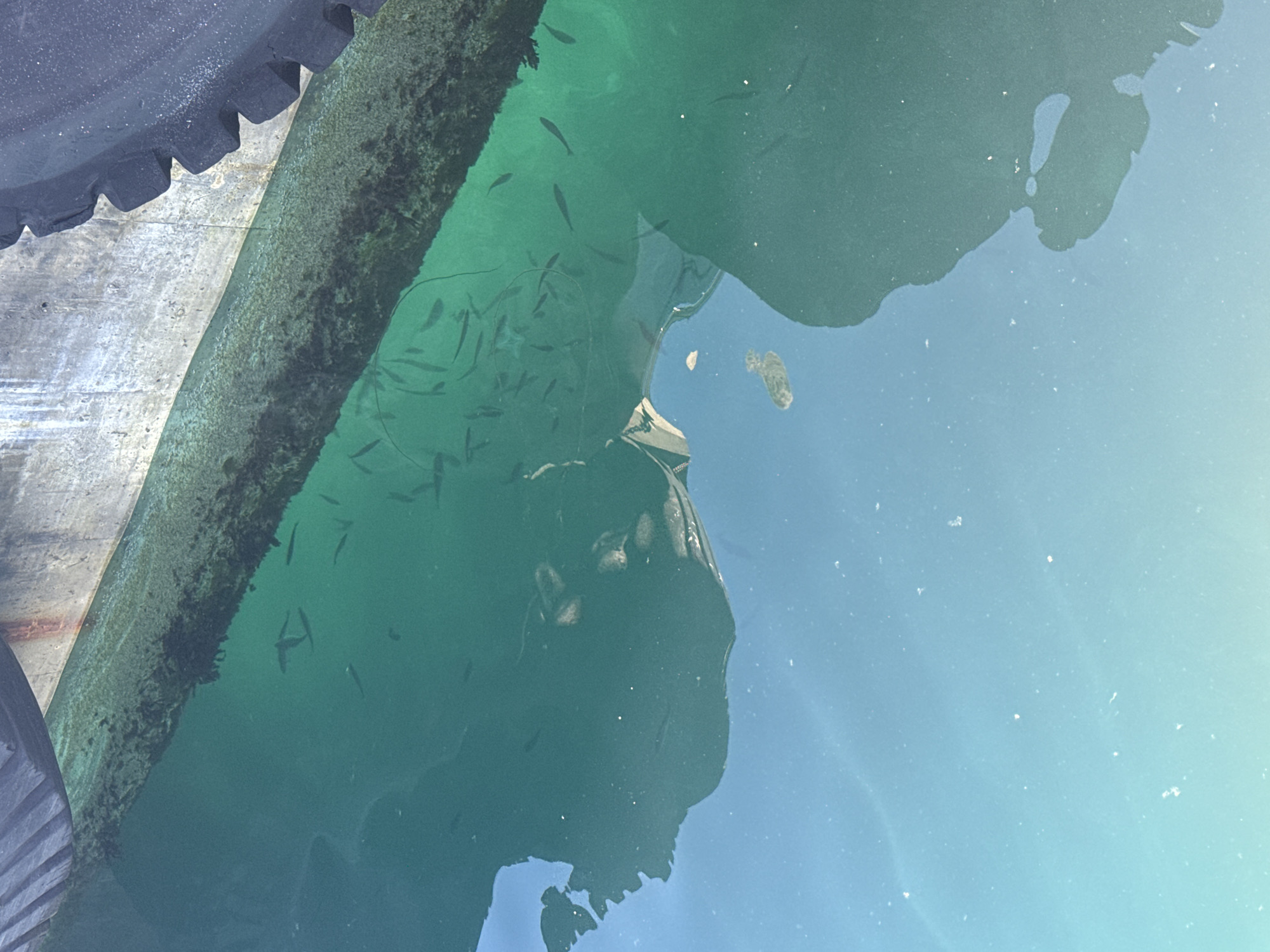 This media file shows a school of small fish swimming in clear, green water, likely near a pier or dock, given the presence of a textured, weathered surface bordering the water. The water is clear enough to see the fish distinctly, with some shadows and reflections present. Above the water, a dark, textured object with a ridged edge is visible on the left side of the frame, possibly part of a boat or structure. The overall scene suggests an outdoor environment, possibly a harbor or coastal area. There is no visible text. The time of day appears to be daytime, with bright lighting indicated by the reflections on the water. The water's color suggests it is either clear or has algae present, and the sunlight filtering through the water creates a vibrant green hue. The image is captured from a slightly elevated perspective looking down into the water.