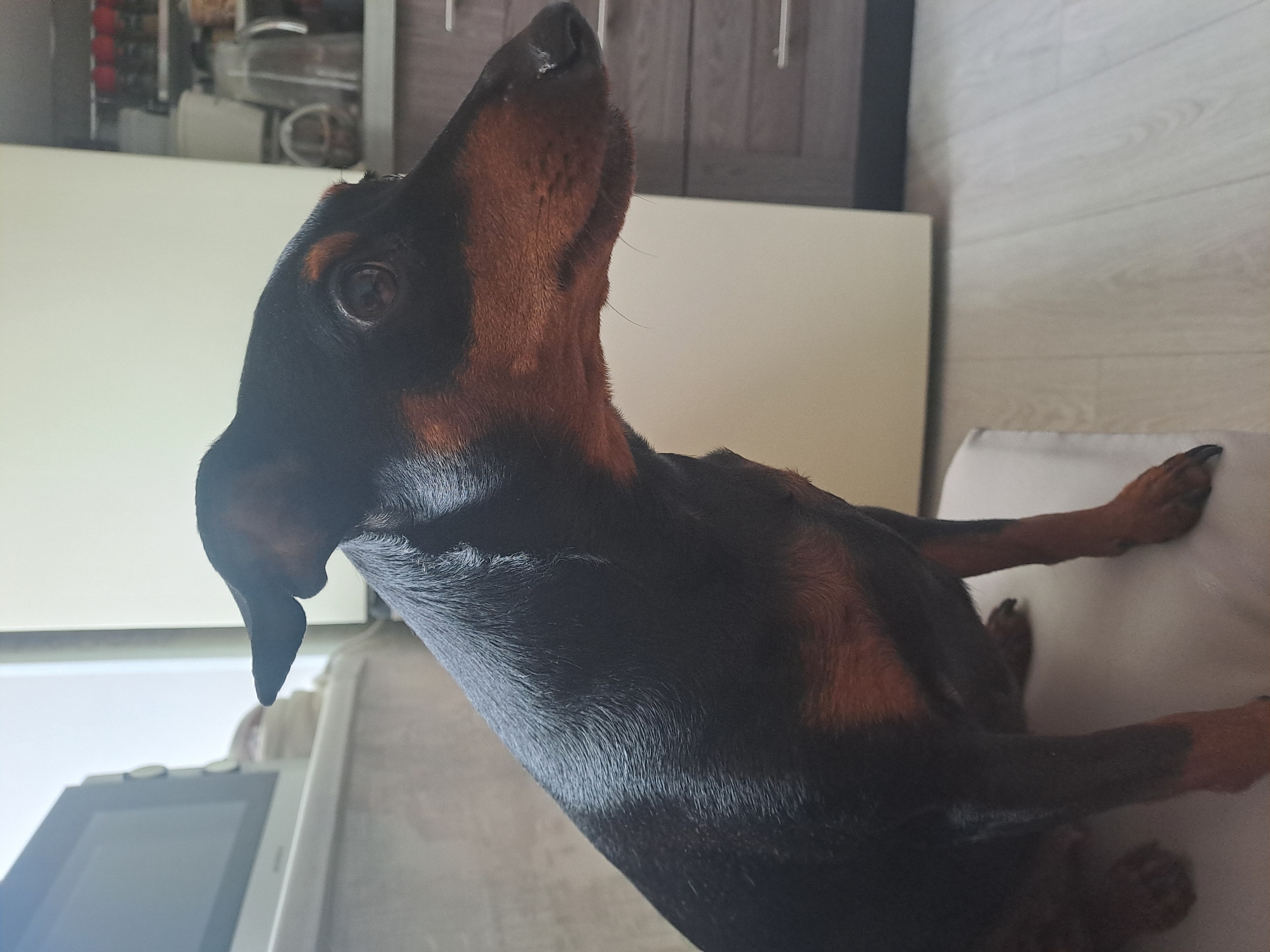 A black and tan dog, consistent with a Miniature Pinscher breed, is depicted seated in profile, looking towards the right of the frame. The dog possesses short, glossy black fur with distinctive tan markings on its muzzle, chest, and paws. Its ears are partially erect, and its eyes are dark, focused rightward. The nose appears moist. The scene is an indoor environment, specifically a kitchen in Elektrostal, Russia. In the background to the left, a light-colored countertop supports a white microwave oven. Behind this, a bright window or light source is visible. To the right of the dog, a pale wall or appliance surface transitions into dark wood-grain kitchen cabinets with metal handles. Above these cabinets, shelving units hold various kitchen items, including jars with red lids, a clear pitcher, and other utensils. The floor is covered with light-toned wooden or laminate planks.