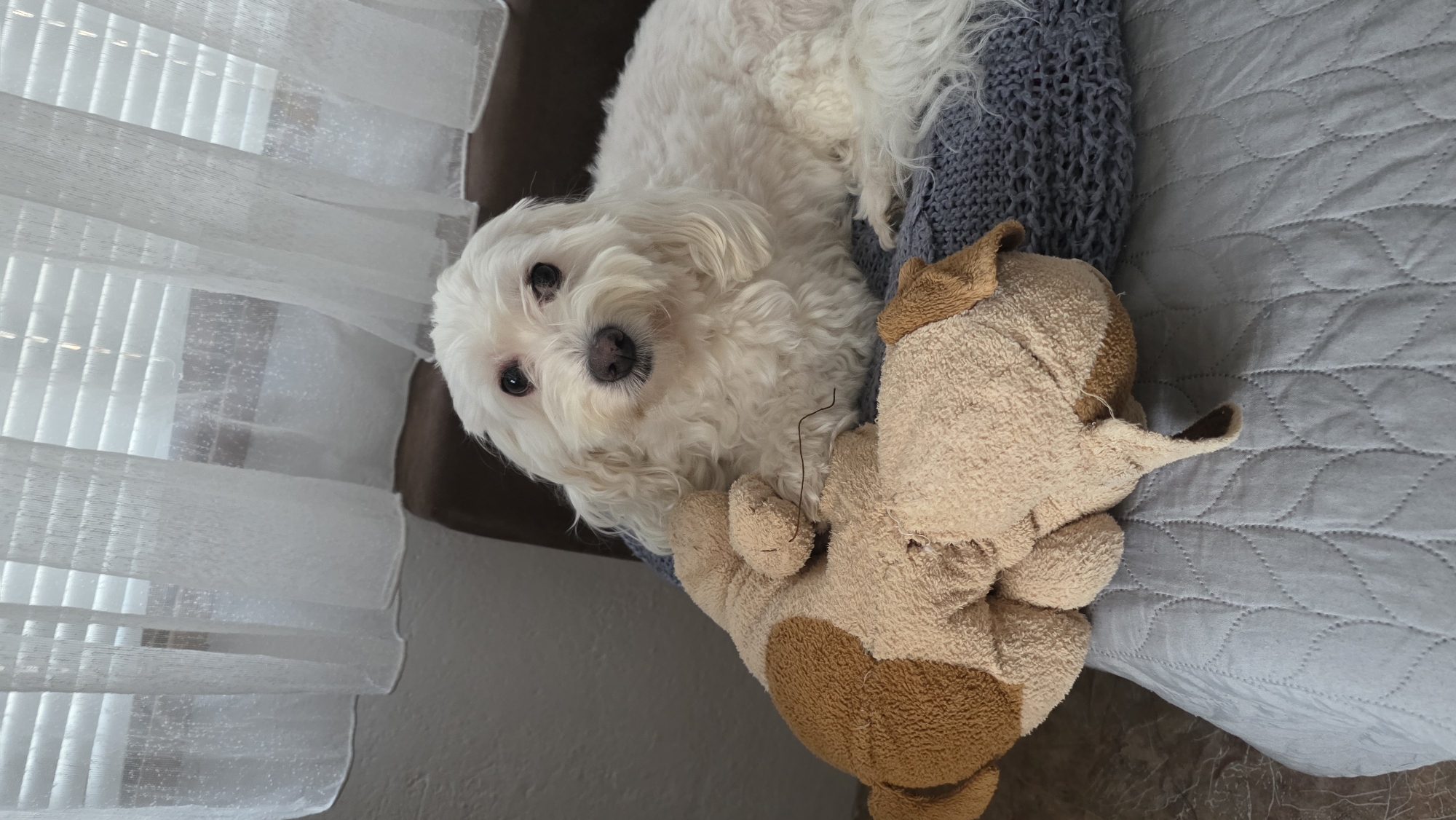 A white Maltipoo dog lies on a gray quilted surface, next to a beige and brown stuffed animal. The dog is on a navy knitted blanket. The dog is looking towards the camera. Light is coming through blinds on the left of the image. The image's location in Blagoevgrad, Bulgaria, is unknown.