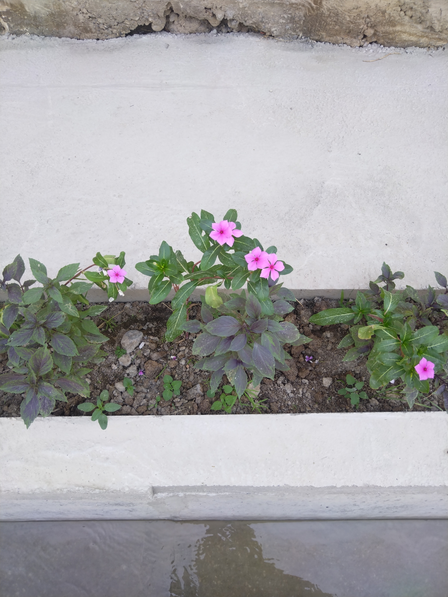 The image shows a close-up, high-angle view of a planter box containing several plants with green and purplish leaves and some bright pink flowers. The planter box is made of concrete and is set against a rough, textured concrete wall. Below the planter box, a channel of murky water is visible. The scene appears to be an outdoor setting, possibly a garden or courtyard in a city like Lagan, Uzbekistan, given the architectural style of the concrete structures. There are no people or animals present in the image. The lighting suggests it is daytime, and the focus is on the plants and their immediate surroundings.