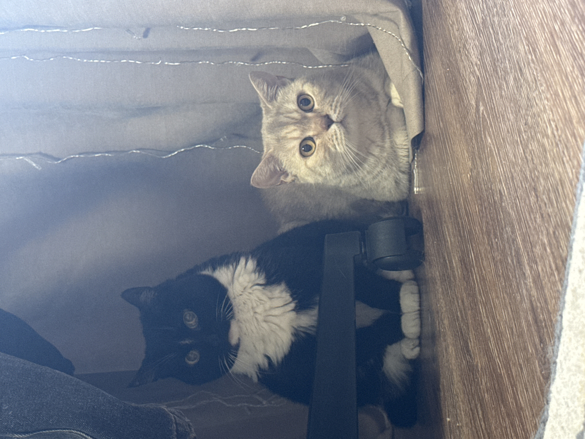 Two cats are in the image. One cat is primarily black and white and lying down, while the other is a lighter brown color and peeking out from under some gray fabric. The location in the city of Chaikovsky, Russia is unknown. The environment includes the fabric, and a wooden surface. A dark object is also visible near the black and white cat.