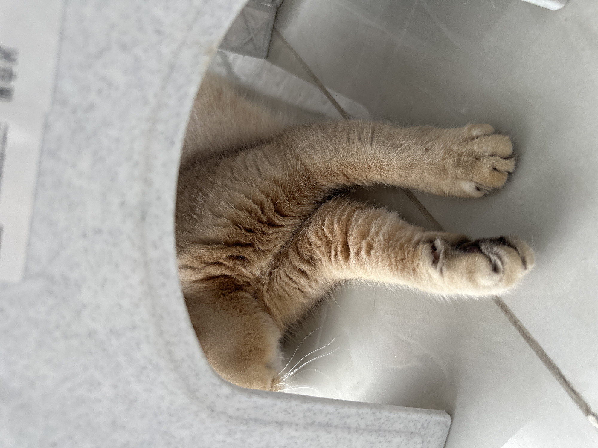 A close-up, eye-level shot depicts a cat inside a white container. Only the rear portion of the cat is visible, showcasing its fur, legs, and paws. The paws have dark-colored pads. The container appears to be on a light-colored surface, likely a floor.