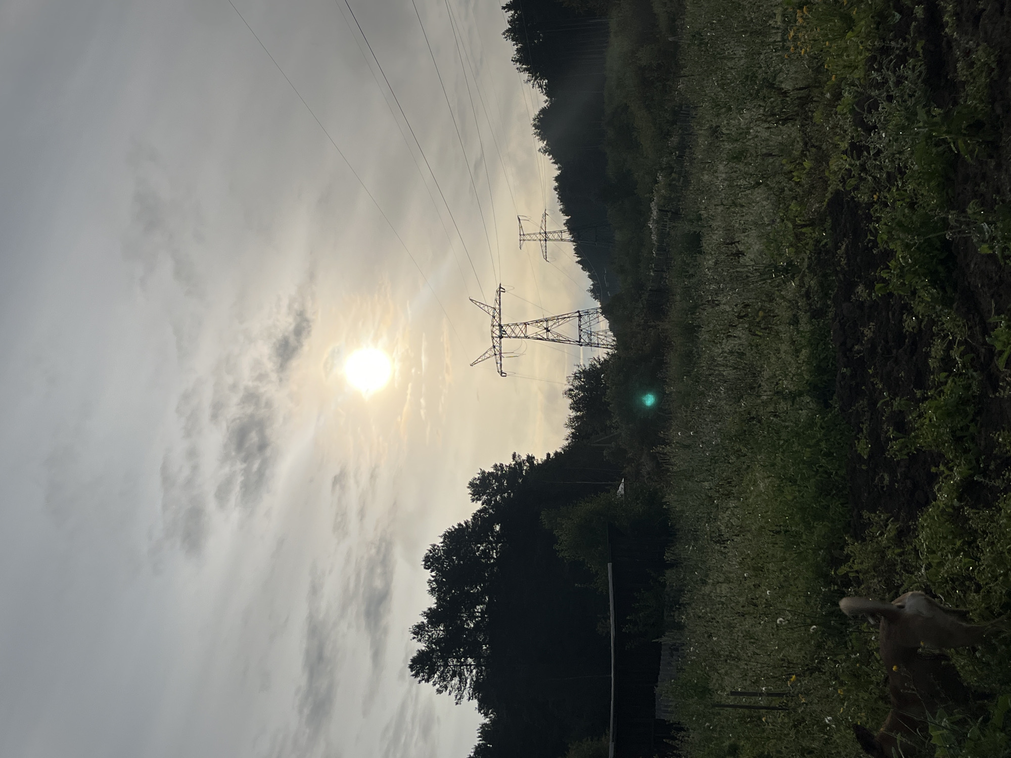 This image depicts a landscape scene with a hazy sky and a bright, diffused sun. In the foreground, a field of overgrown grass and some cultivated soil is visible, with a dog standing on the left. Behind the field, a dense line of dark trees forms the background. In the mid-ground, two large power line towers with wires stretch across the frame. The scene appears to be set in a rural or semi-rural area, possibly on the outskirts of Nizhny Tagil, Russia, given the context of the question. The lighting suggests it is either sunrise or sunset.