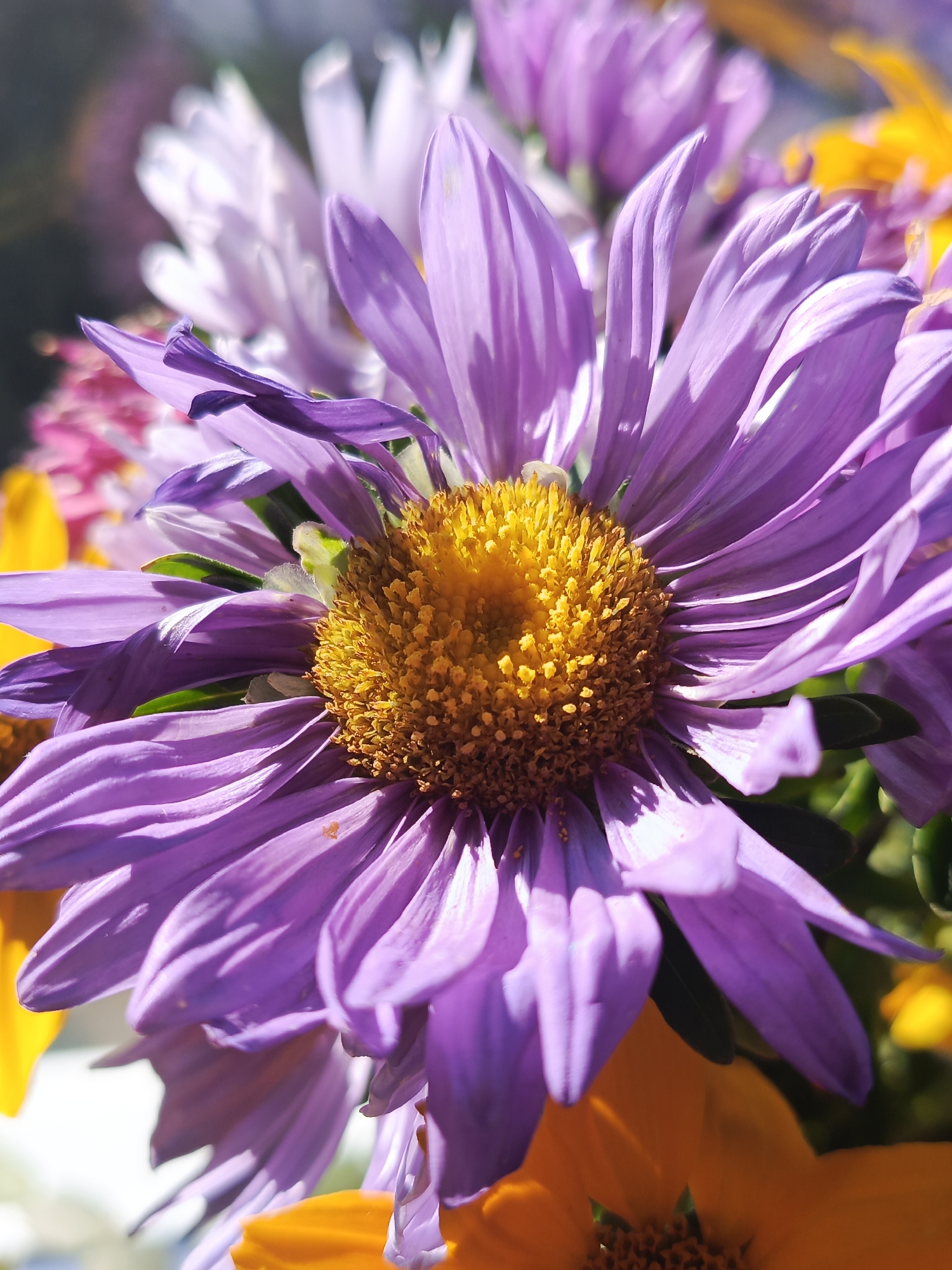 A close-up shot of purple asters in bloom is captured in the image. The flowers are predominantly purple with yellow centers. Some blurred pink and yellow flowers are also visible in the background. The lighting suggests an outdoor setting, possibly a garden or a park, with sunlight illuminating the petals. The image is focused on the intricate details of the flower petals and the central disk florets, showcasing the textures and vibrant colors of the asters. The background is softly blurred, creating a shallow depth of field that emphasizes the subject. The overall impression is one of natural beauty and the delicate complexity of flowers.