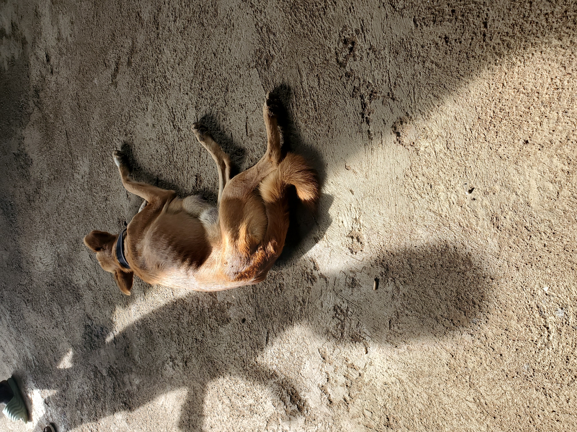 In an outdoor setting with a concrete ground, a medium-sized tan dog is lying on its side. The dog is wearing a black collar. Sunlight casts strong shadows across the ground, indicating it is likely daytime. In the upper left corner of the image, parts of two people's feet are visible, one wearing green sandals and the other a brown shoe. The concrete surface appears weathered and uneven.
