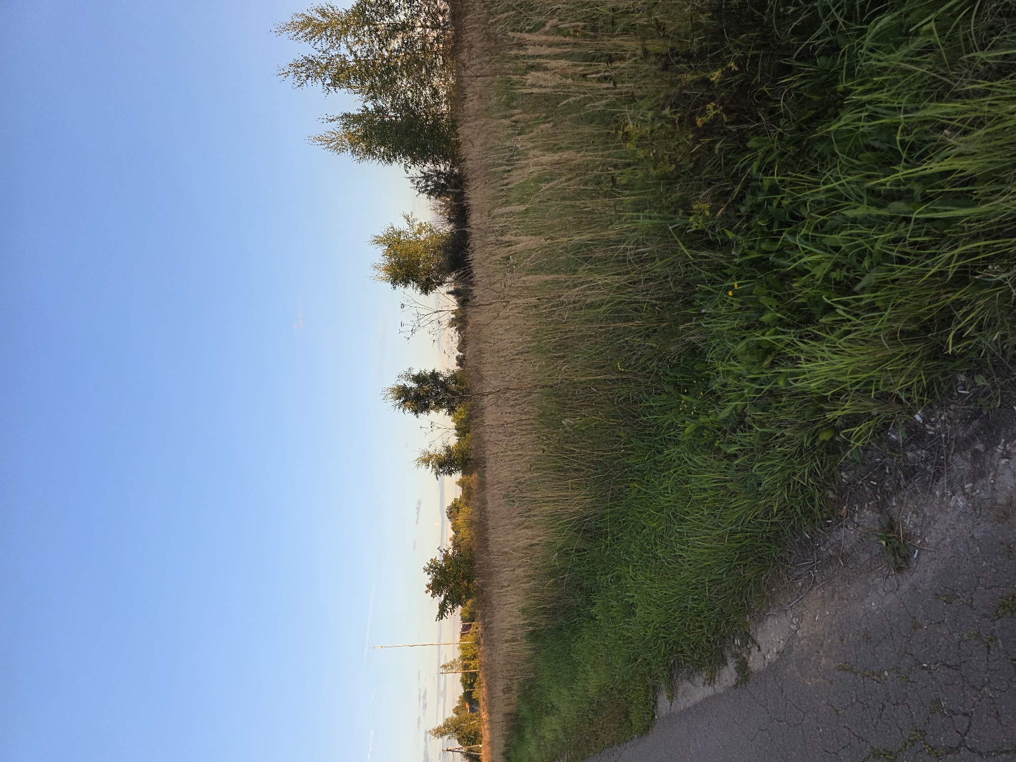 A wide, cracked asphalt path is visible in the lower left foreground, running diagonally into the scene. To the right of the path, a dense growth of green grass and weeds lines the edge of a field. The field itself is filled with tall, dry, golden-brown grasses, suggesting a late summer or early autumn setting. In the middle ground, a row of trees with green foliage stands against a clear, pale blue sky. Further in the background, the landscape appears more rural, with some structures and more trees visible on the horizon. A tall, thin communication tower is also present in the far distance. The lighting suggests it is either early morning or late afternoon, with a soft, warm light illuminating the scene. The image depicts an outdoor rural or semi-rural environment, possibly on the outskirts of a town.