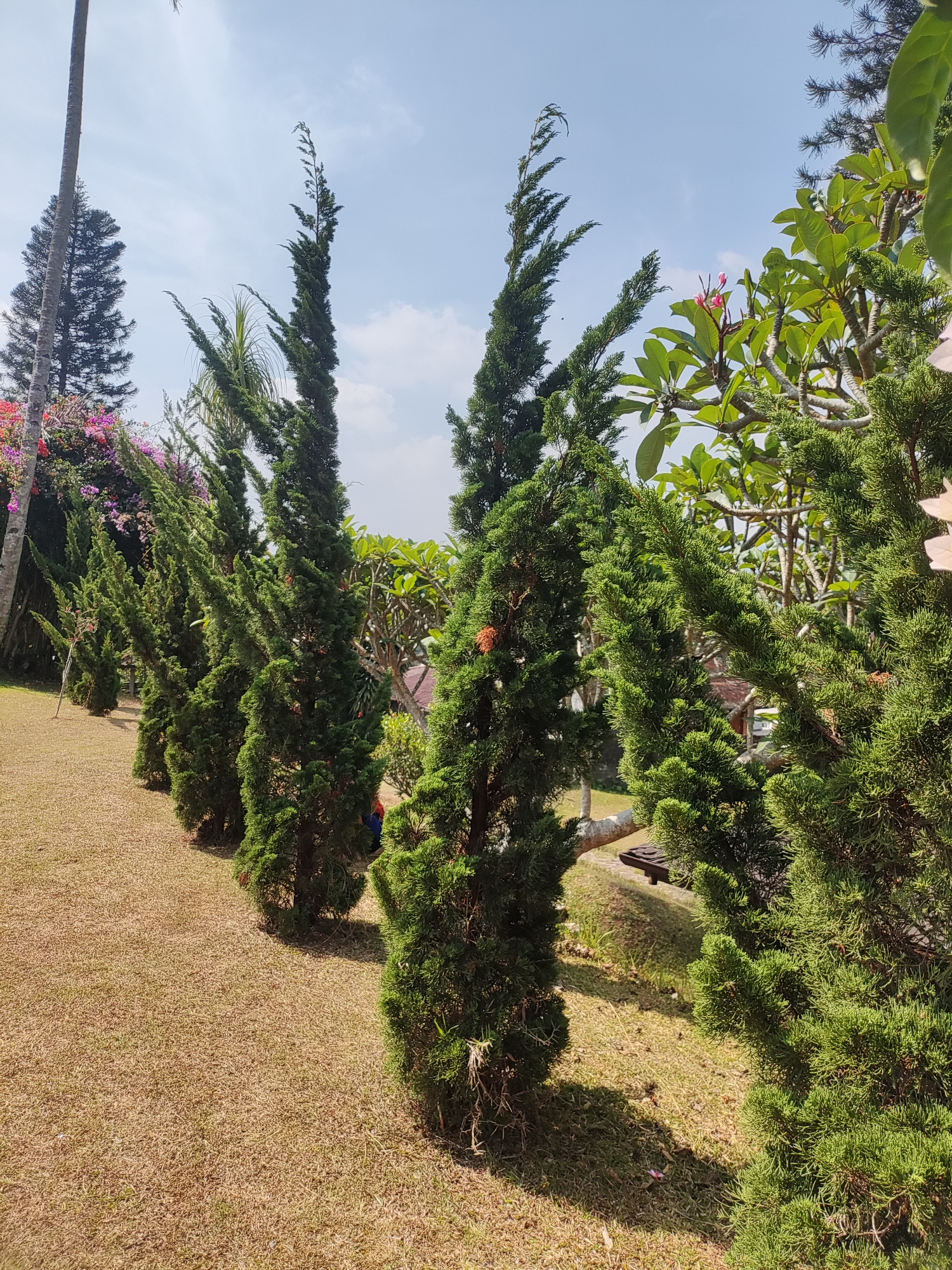 The image depicts a row of manicured evergreen trees lining a gently sloping, dry, grassy area. In the background, lush green foliage and flowering plants, including what appear to be plumeria trees with pink blossoms, are visible. The sky above is a clear blue with a few scattered white clouds. The scene suggests an outdoor, possibly resort or garden setting, consistent with the tropical climate of Cisarua, Indonesia. The dry grass indicates a sunny, possibly warm, period. No specific actions or interactions are evident among any visible people or animals. The overall impression is one of a well-maintained landscape in a natural, serene environment.
