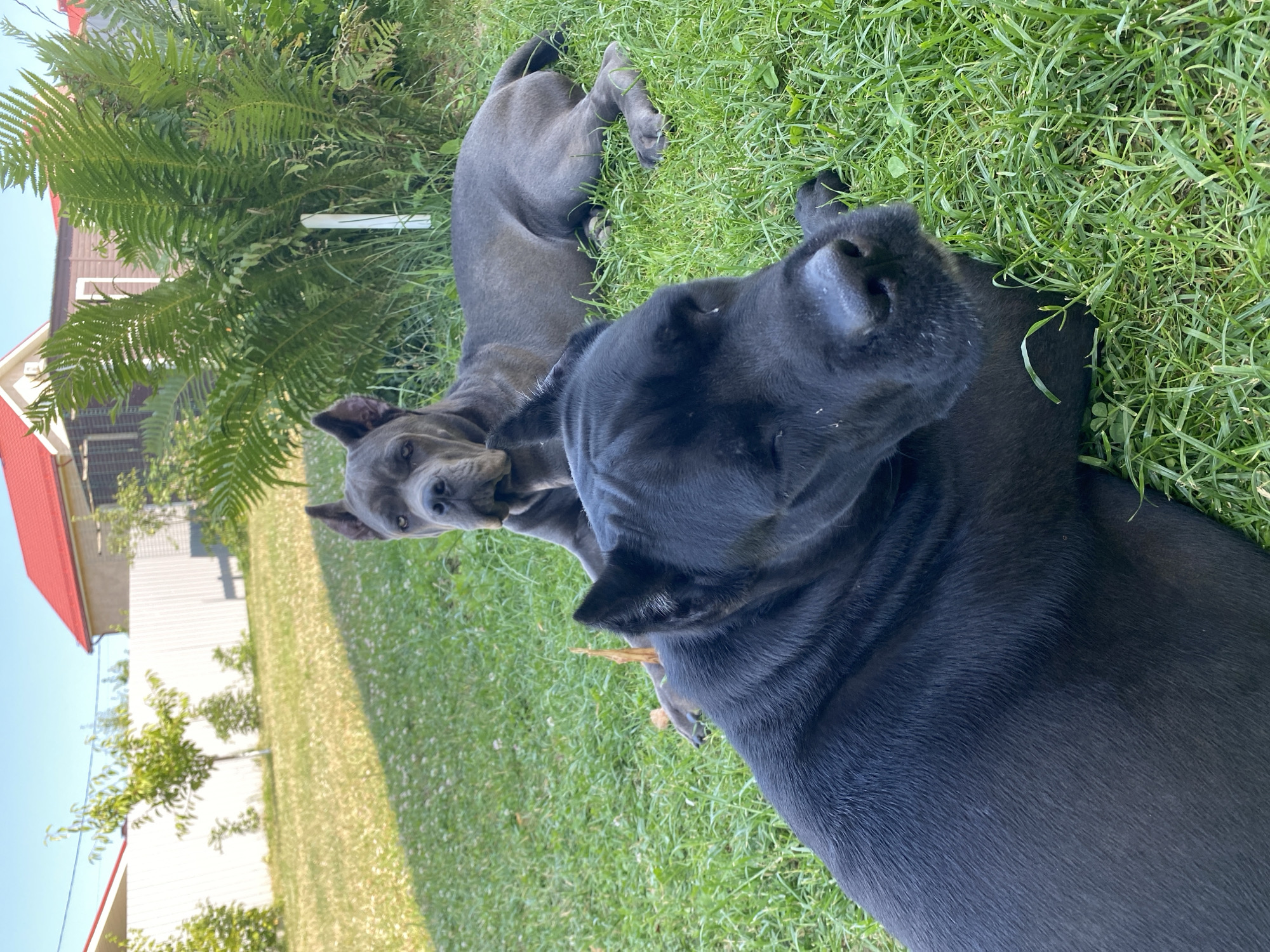 Two Cane Corso dogs are lying on a grassy lawn in front of a house. The dog in the foreground is black and facing left, with its head resting on the grass. The dog in the background is gray and facing the camera, with its head slightly tilted. The house has a red roof and white siding. There are trees and plants in the background. The sky is clear and blue. The image appears to be taken on a sunny day.