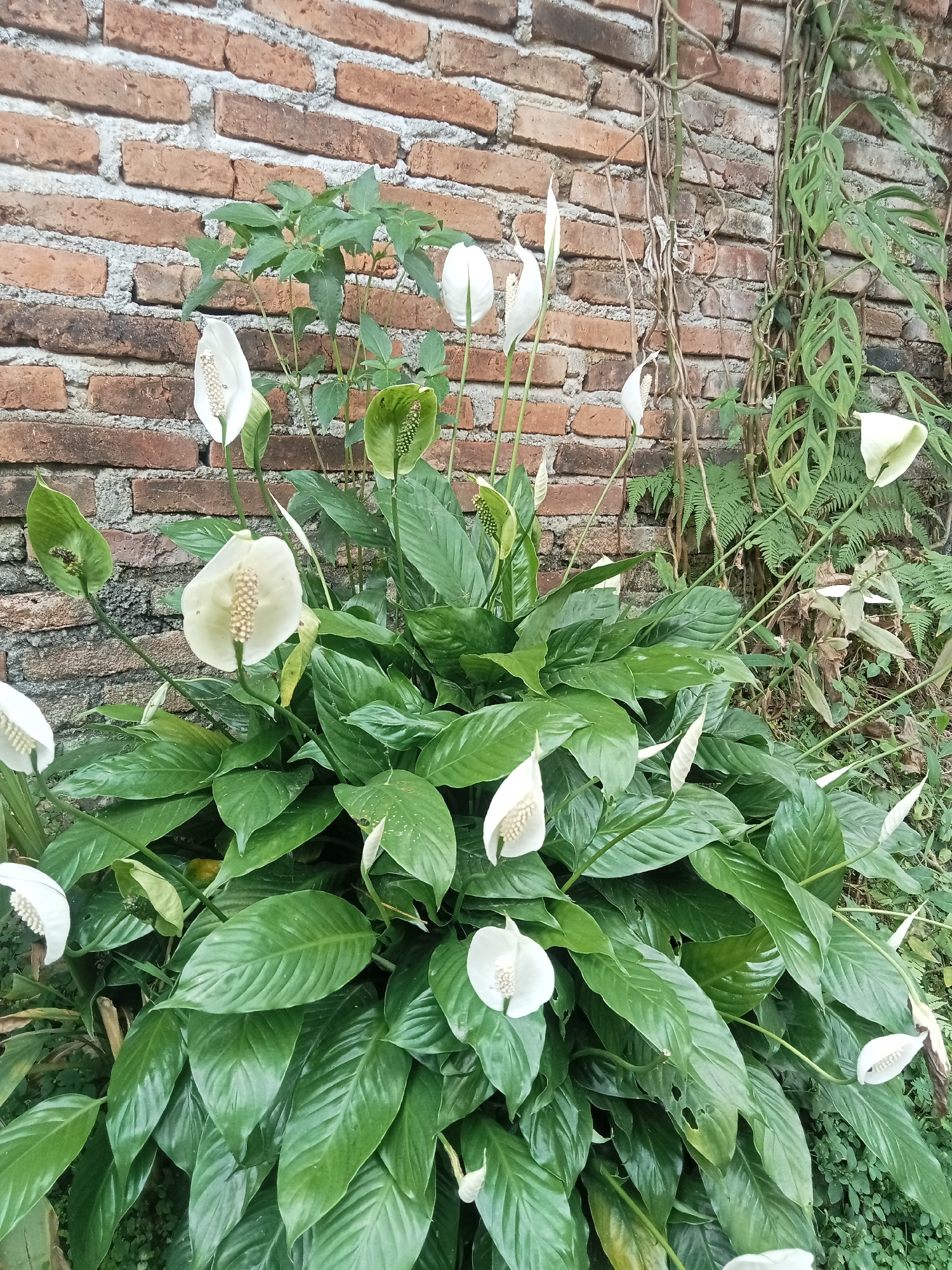 In Pancurwening, Indonesia, a close-up, eye-level shot showcases a cluster of white peace lilies blooming in front of a weathered brick wall. The peace lilies, with their distinct white spathes and creamy spadices, are the primary subjects, appearing lush and vibrant against the textured background of the reddish-brown bricks. Some of the spathes are fully open, revealing their reproductive parts, while others are still unfurling. Interspersed among the peace lilies are their large, glossy green leaves. To the right of the peace lilies, a climbing vine with distinctive fenestrated leaves, possibly a Monstera species, snakes its way up the brick wall, adding a touch of wildness to the scene. A few fronds of fern are also visible, contributing to the verdant atmosphere. The overall lighting is natural and diffused, casting soft shadows and highlighting the textures of the plants and the wall. There are no people or animals visible in the frame.