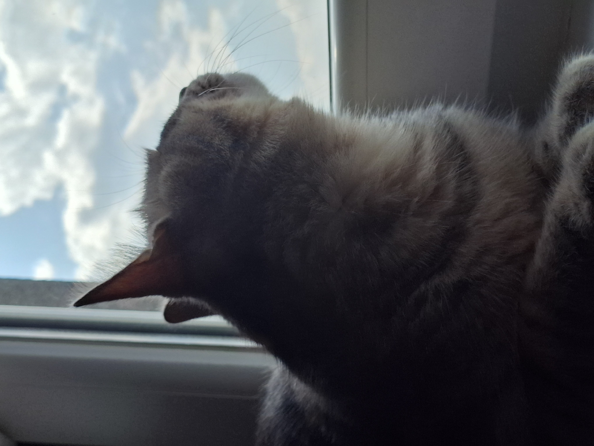 A domestic cat is depicted indoors, looking upwards and out of a window in Novi Sad, Serbia. The cat's head, predominantly gray with some lighter fur, is in the foreground, angled to reveal its sharp, pointed ear with a reddish-brown interior. Its mouth is slightly open, possibly mid-yawn or as if letting out a soft meow, revealing a hint of pink. Long, fine whiskers extend from its muzzle.
The background visible through the window is a bright blue sky filled with fluffy white clouds, indicating a clear, sunny daytime. A white window frame runs along the bottom and right side of the image. Part of the cat's body, displaying a striped fur pattern in shades of gray and light brown, is also visible, suggesting a tabby or similar breed. The lighting creates shadows on the cat's underside, while its face and ear are partially illuminated by the light from the window. The overall impression is one of a calm, curious, or content cat observing its surroundings. No text is visible in the media.