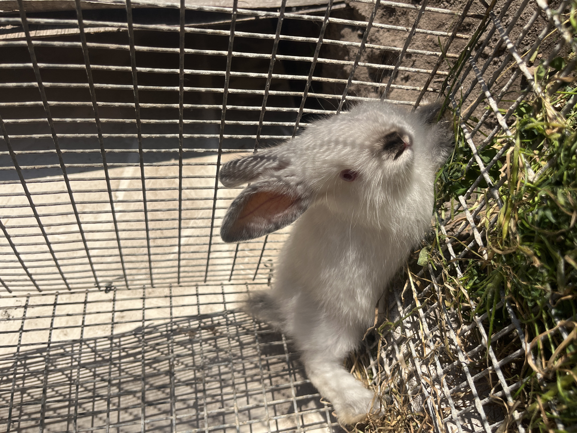 In Vasylkiv, Ukraine, a small, fluffy white rabbit with grey markings on its ears and a pinkish nose lies on a wire mesh floor inside a cage. The rabbit is positioned on its side, facing towards the right of the frame, with its hind legs stretched out. The cage is made of wire bars, casting shadows from the sunlight onto a dirt floor in the background. Some dry grass and green vegetation are scattered on the mesh floor around the rabbit. The overall scene depicts a domestic animal in an outdoor enclosure.