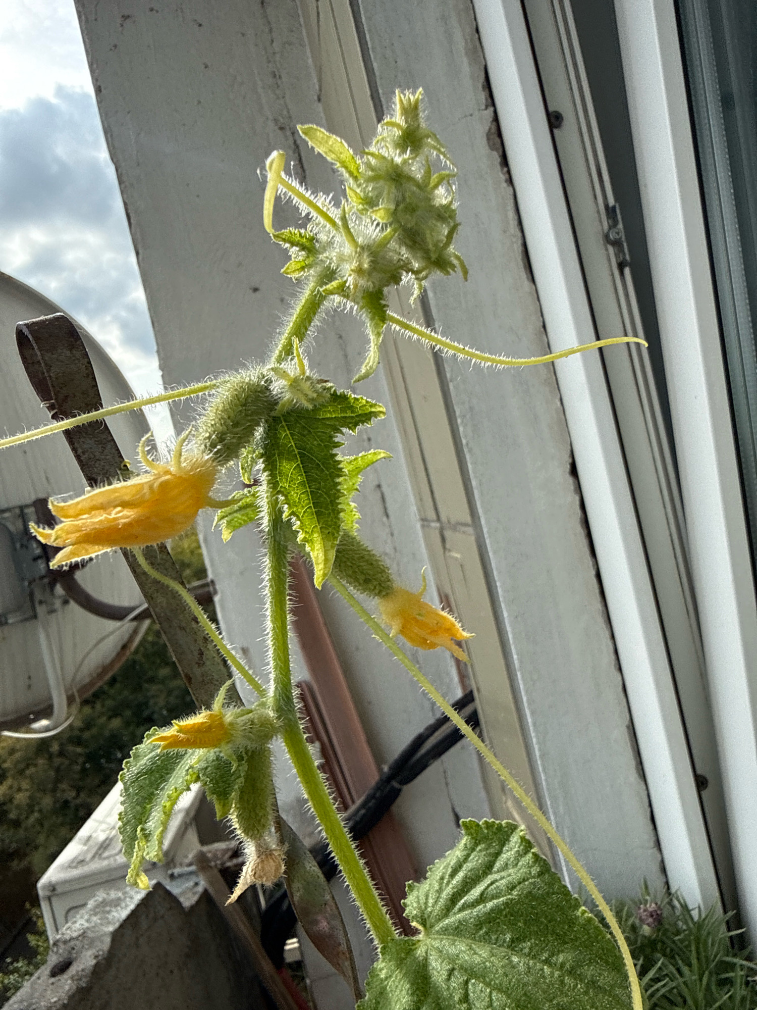 A close-up, eye-level shot captures a fuzzy green stem with yellow flowers of a plant growing on a windowsill, as seen in Moscow, Russia. The plant is in focus, with a blurred background of a building and sky. The stem is covered in fine white hairs, and several yellow flowers are in bloom, with others in bud. The leaves are large and green, with serrated edges. A metal railing is visible on the left side of the image, and a white window frame runs vertically on the right. The sky is partly cloudy.