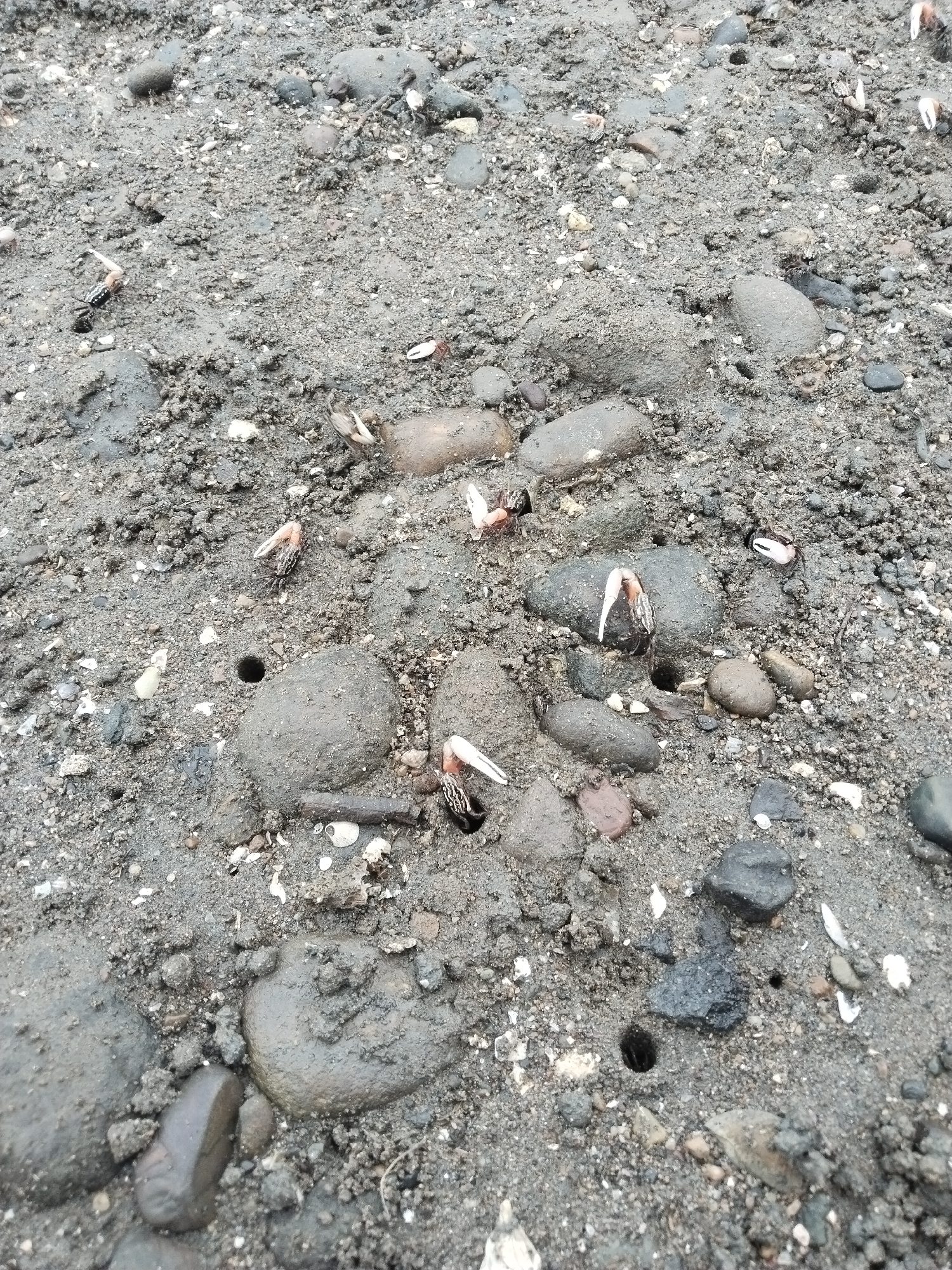 The image shows a close-up of a muddy, rocky shoreline, likely a beach. Small holes, indicative of crab burrows, are visible in the sand. Several small crabs, predominantly fiddler crabs with their distinctive large claw, are emerging from these burrows or scuttling across the muddy ground. The crabs are dark-colored with lighter-colored claws. The surrounding environment consists of wet sand, pebbles, and small stones. The scene appears to be a natural coastal habitat. This photograph was taken in Lhokseumawe, Indonesia.